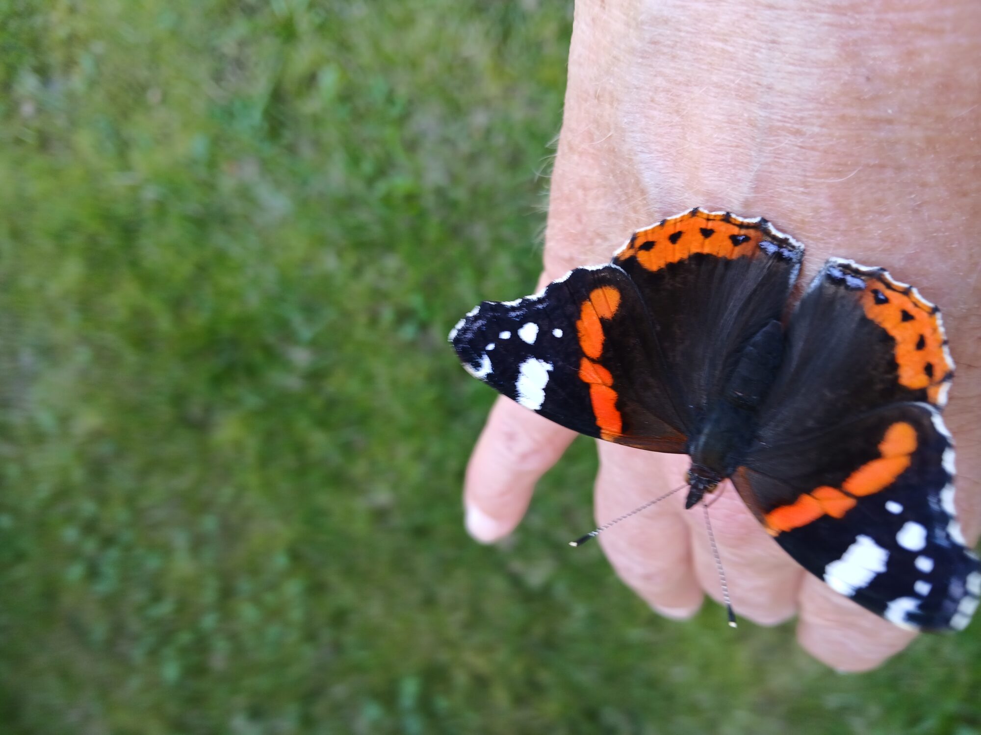 Valokuvaaja: Auli Feldt Valokuvaaja: Auli Feldt