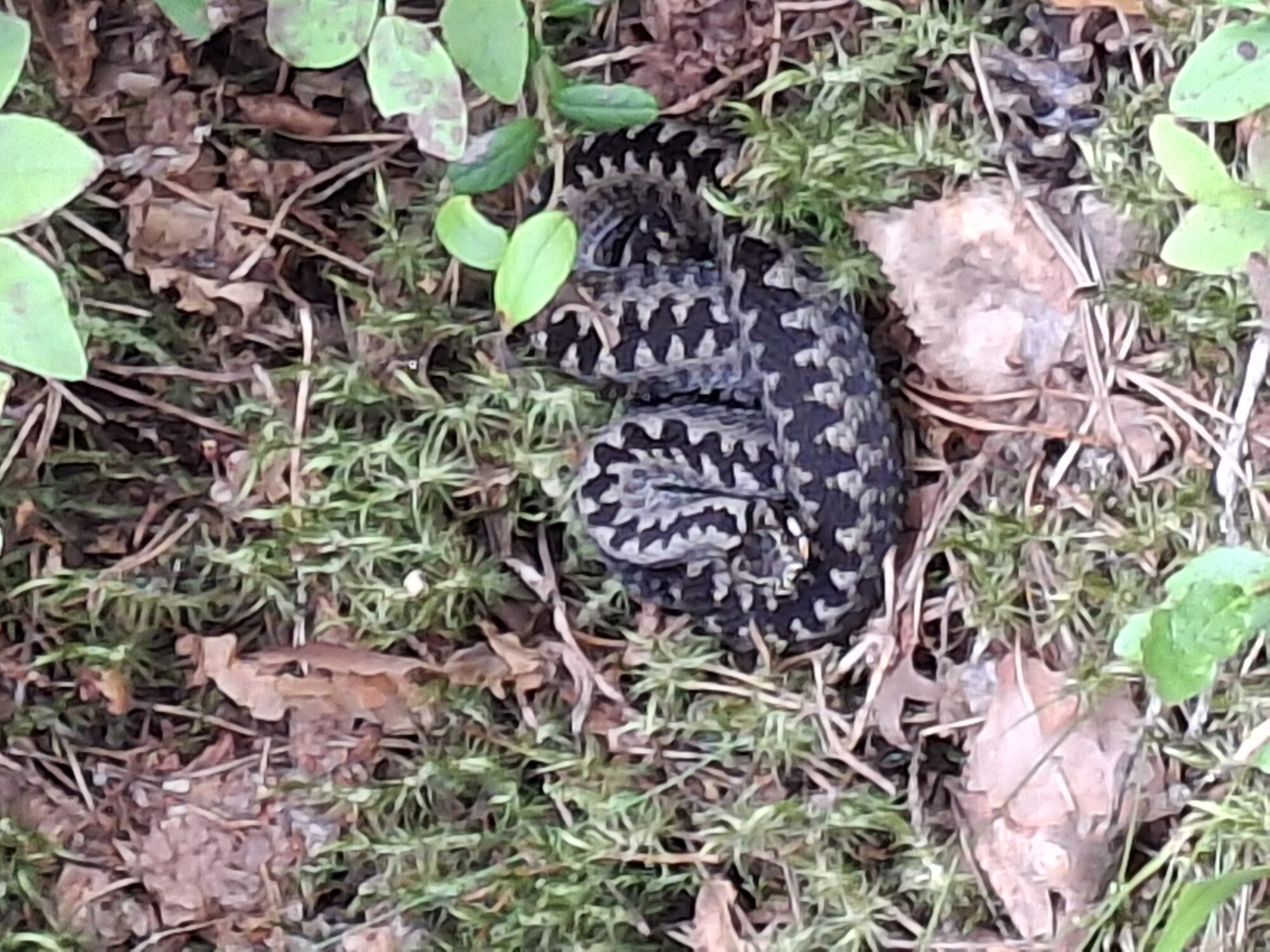 Valokuvaaja: Satu Suuntala Valokuvaaja: Satu Suuntala