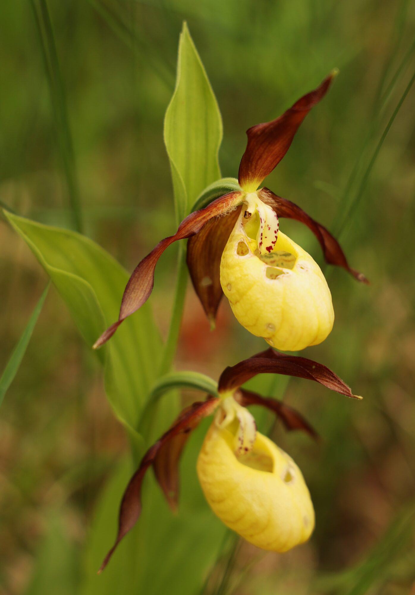 Valokuvaaja: Kaarina Heiskanen
