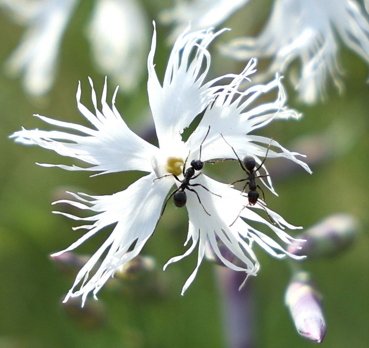 Valokuvaaja: Kaarina Heiskanen