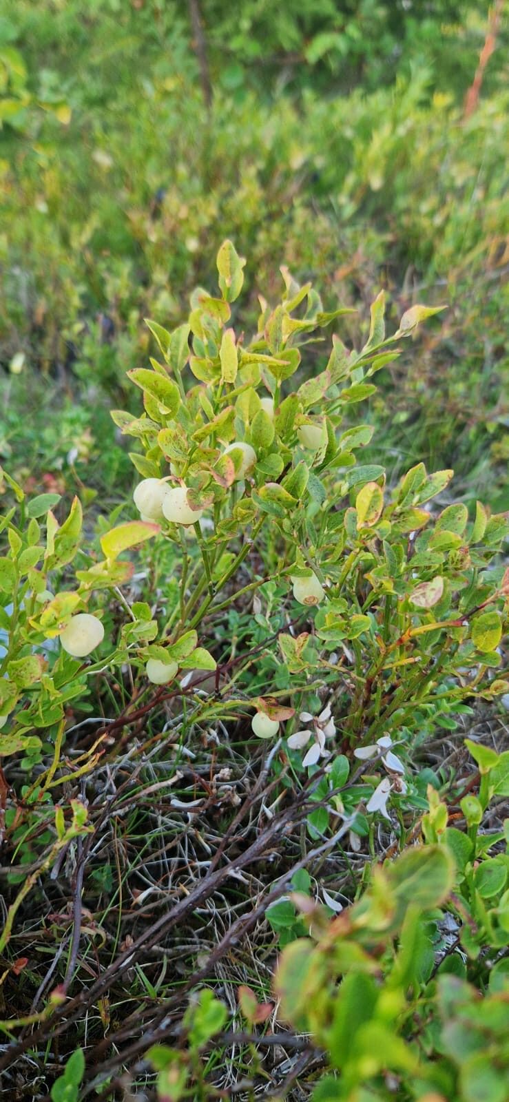 Valokuvaaja: Ville Keränen