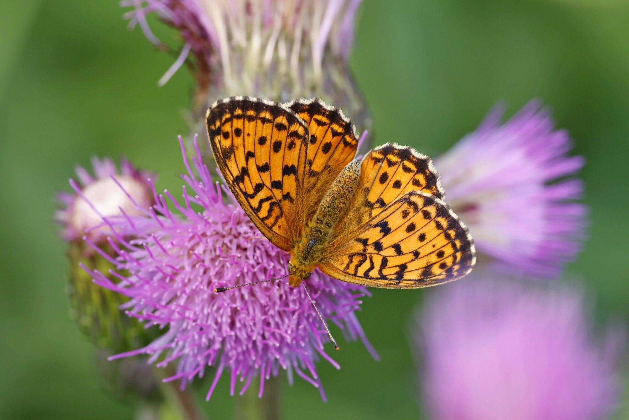 Valokuvaaja: TOMMI KUJALA