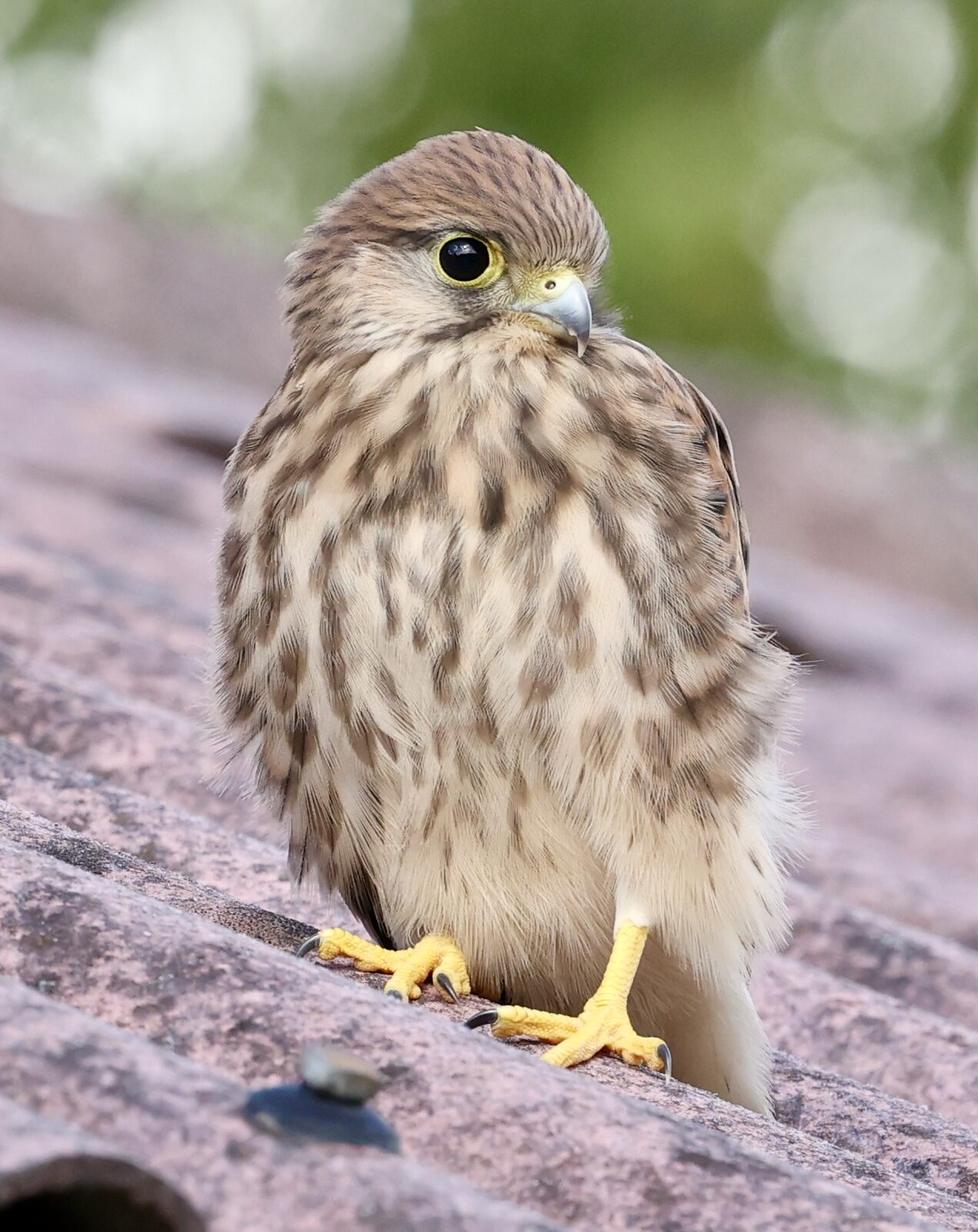 Valokuvaaja: Jukka Henriksson