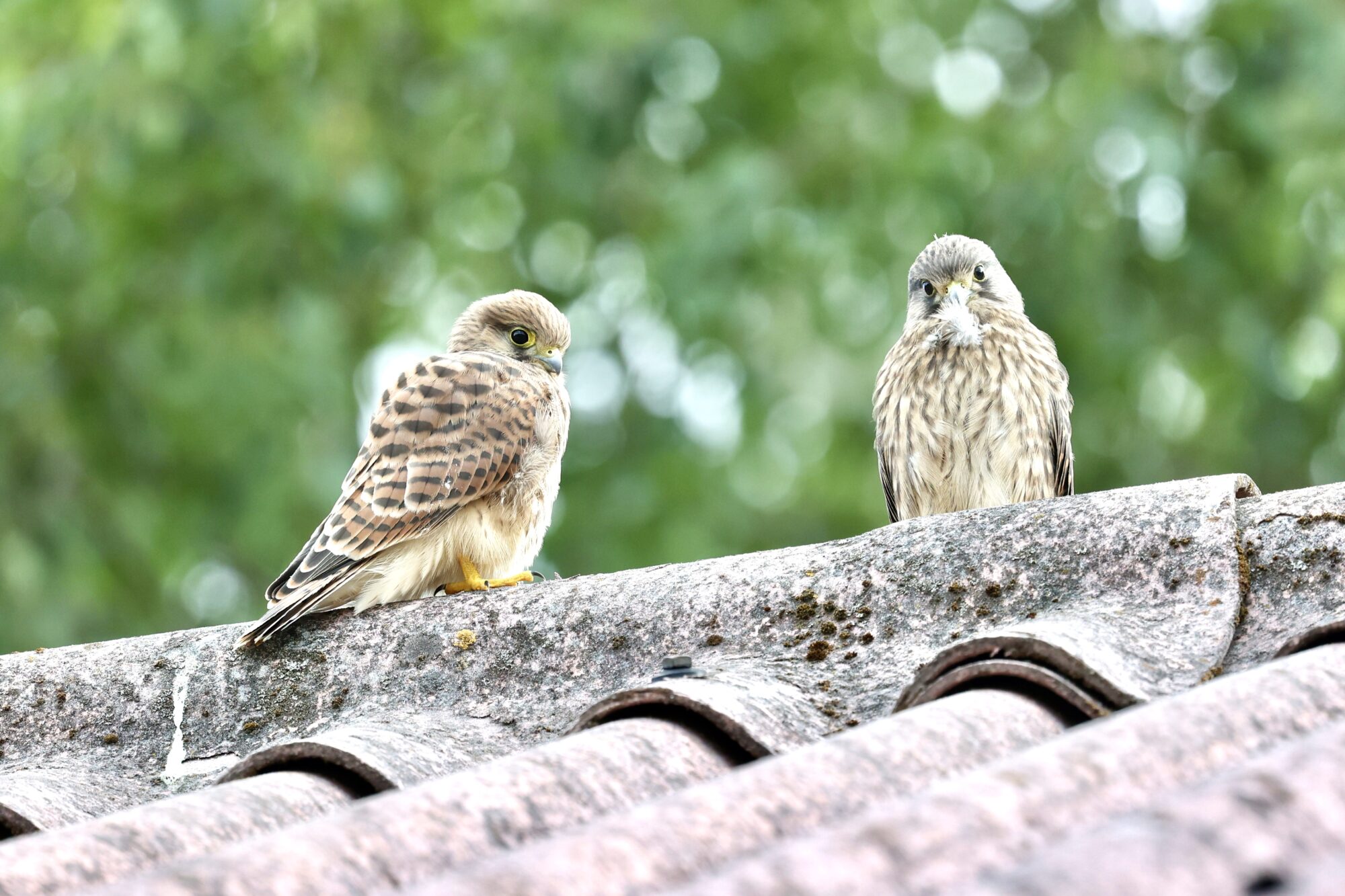 Valokuvaaja: Jukka Henriksson Valokuvaaja: Jukka Henriksson