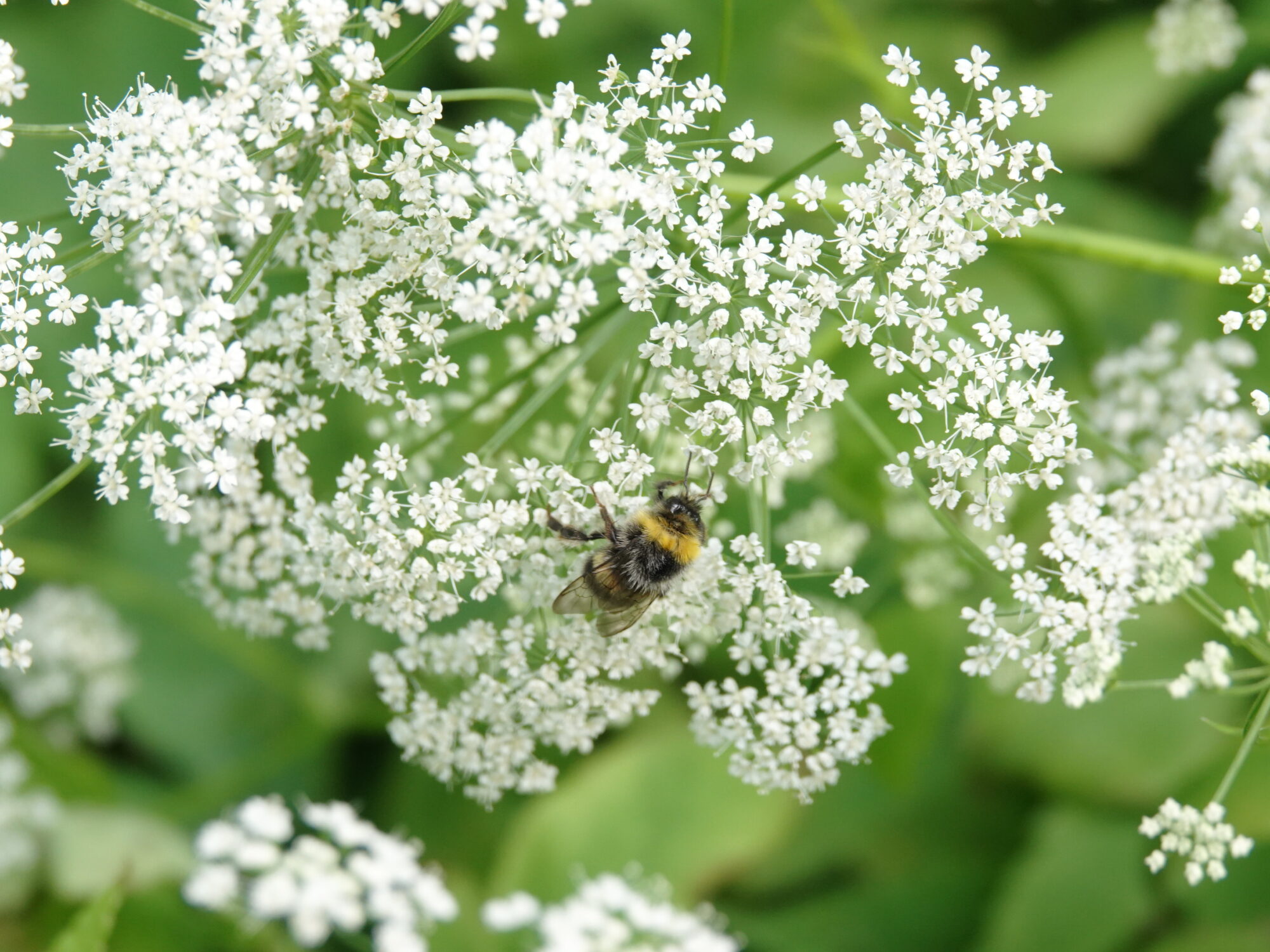 Valokuvaaja: Jenna Pitkänen