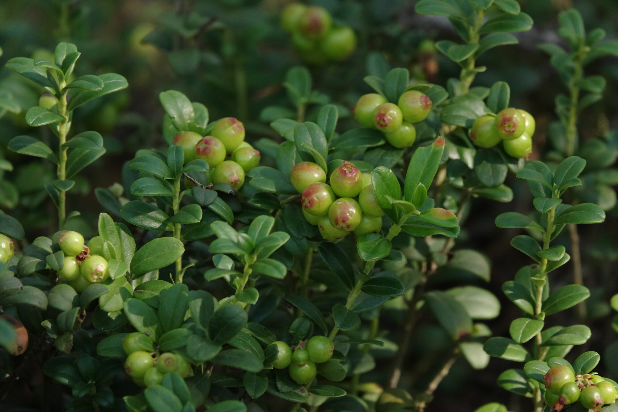 Valokuvaaja: Jenna Pitkänen