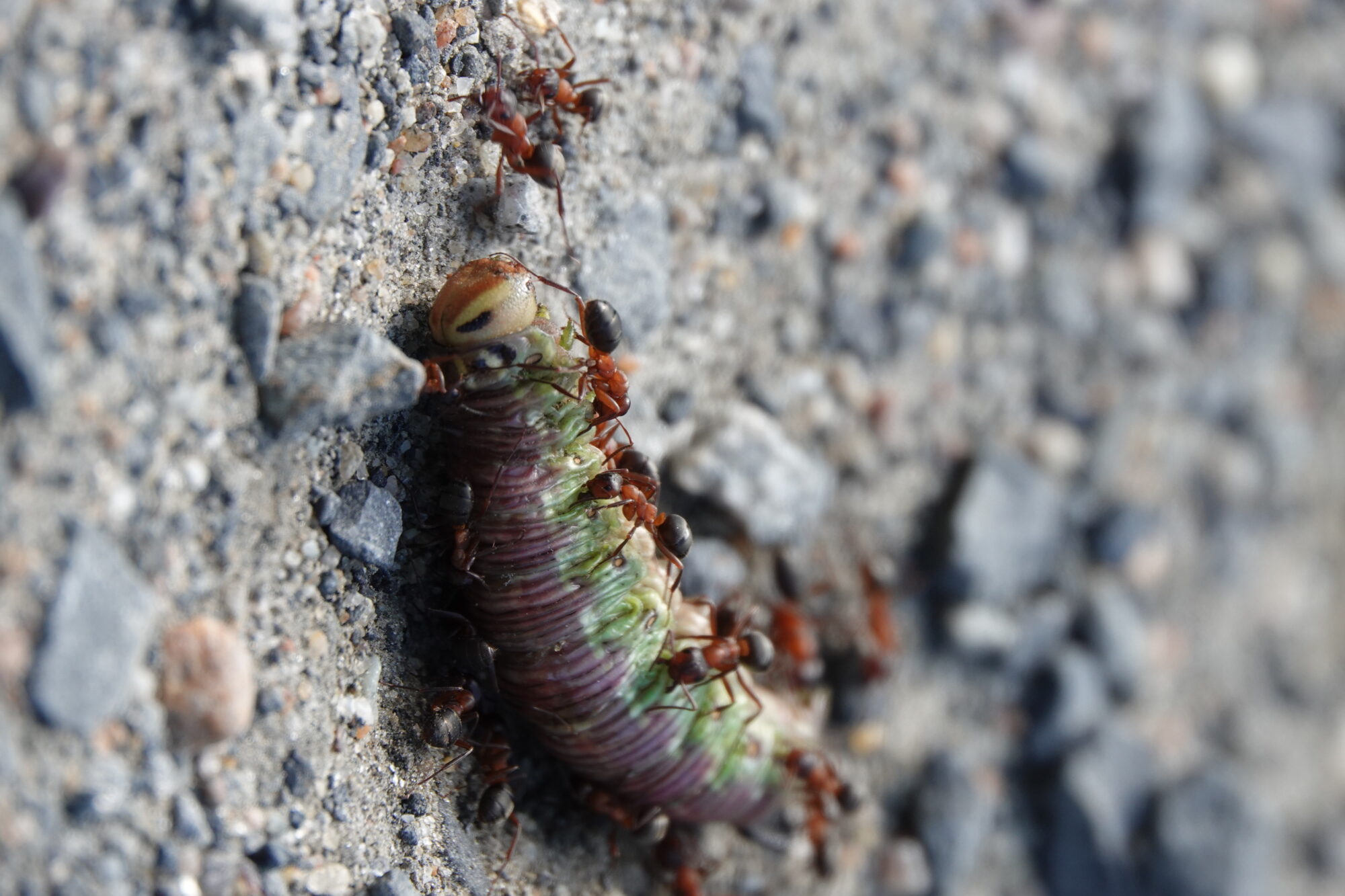 Valokuvaaja: Jenna Pitkänen