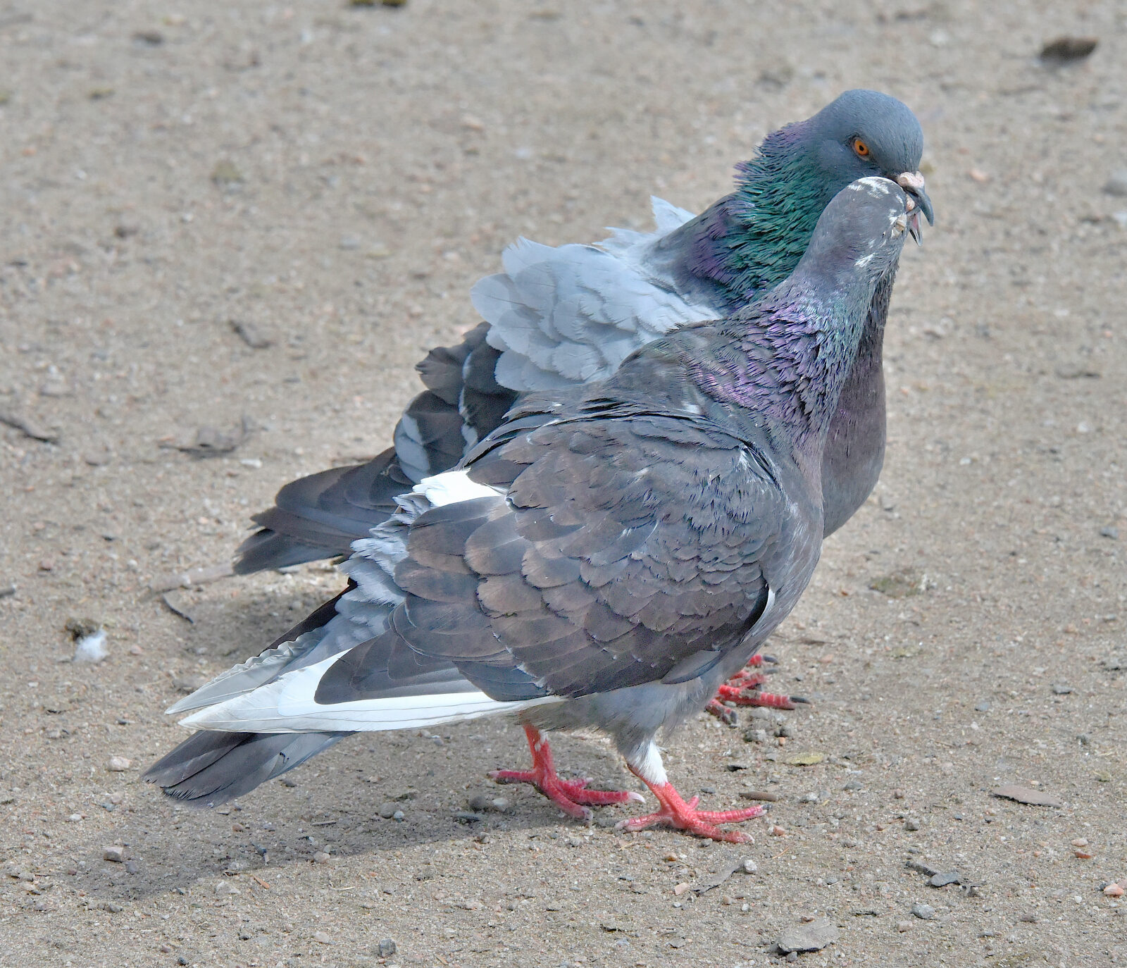 Valokuvaaja: Reijo Juurinen