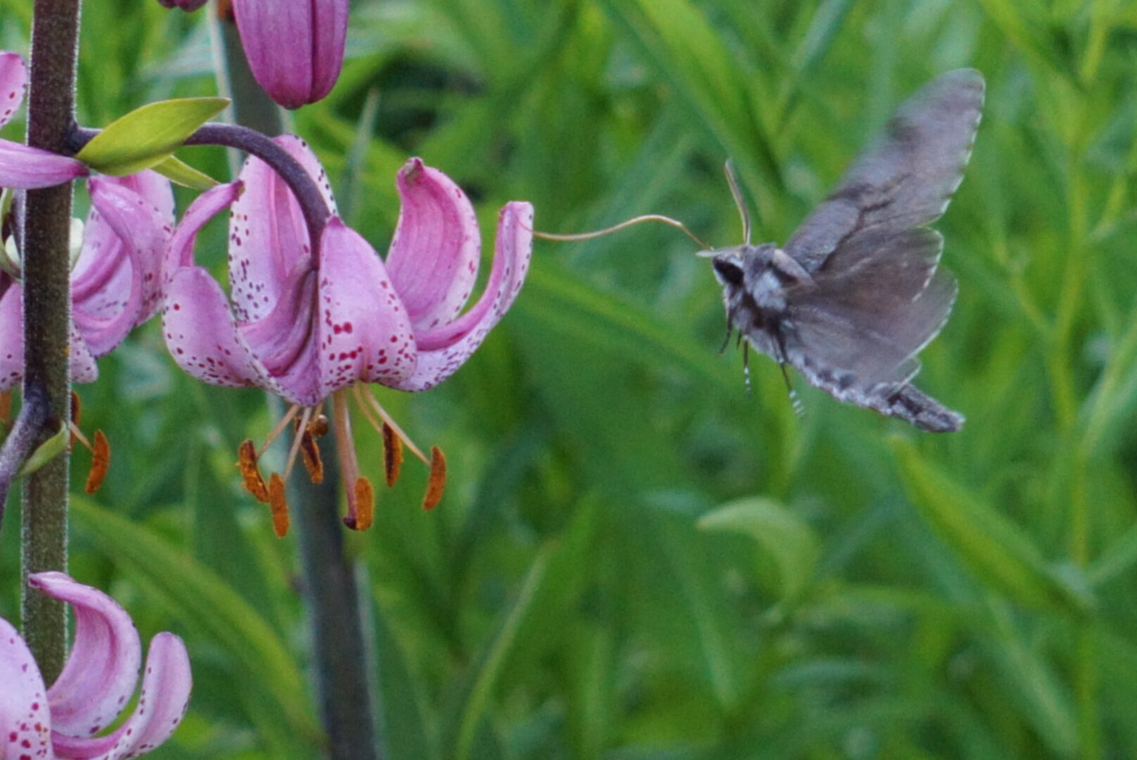 Valokuvaaja: JOUNI KIVIHARJU