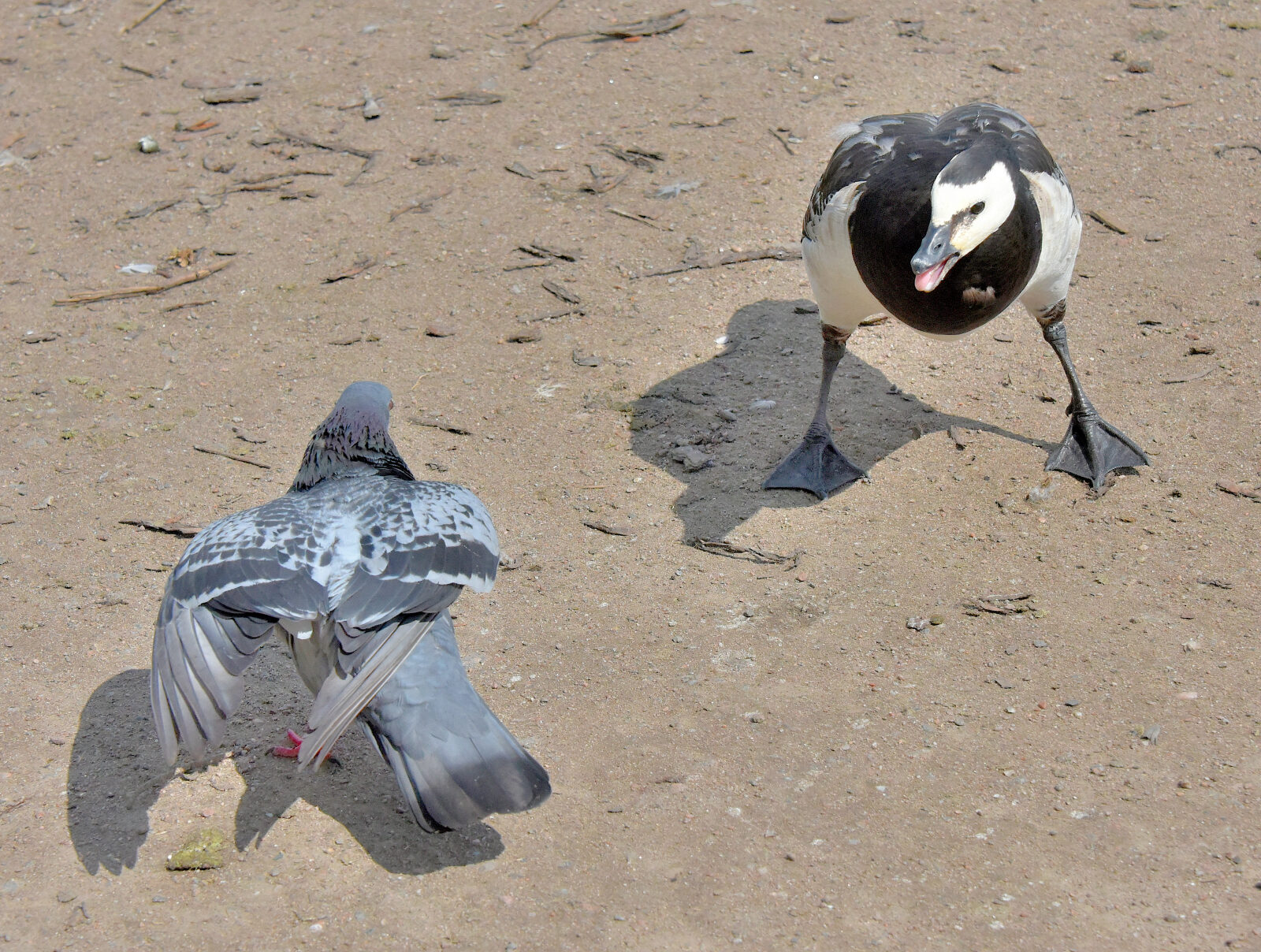 Valokuvaaja: Reijo Juurinen Valokuvaaja: Reijo Juurinen