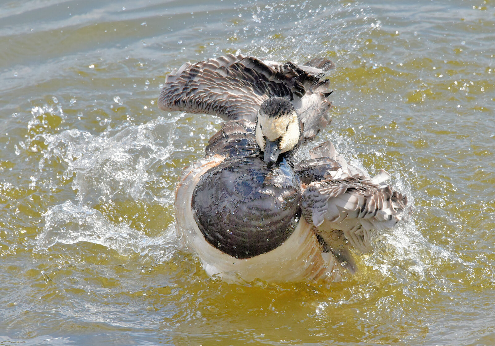 Valokuvaaja: Reijo Juurinen Valokuvaaja: Reijo Juurinen
