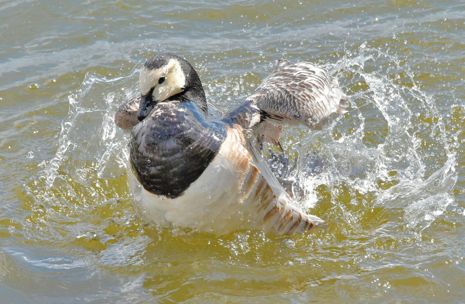Valokuvaaja: Reijo Juurinen Valokuvaaja: Reijo Juurinen