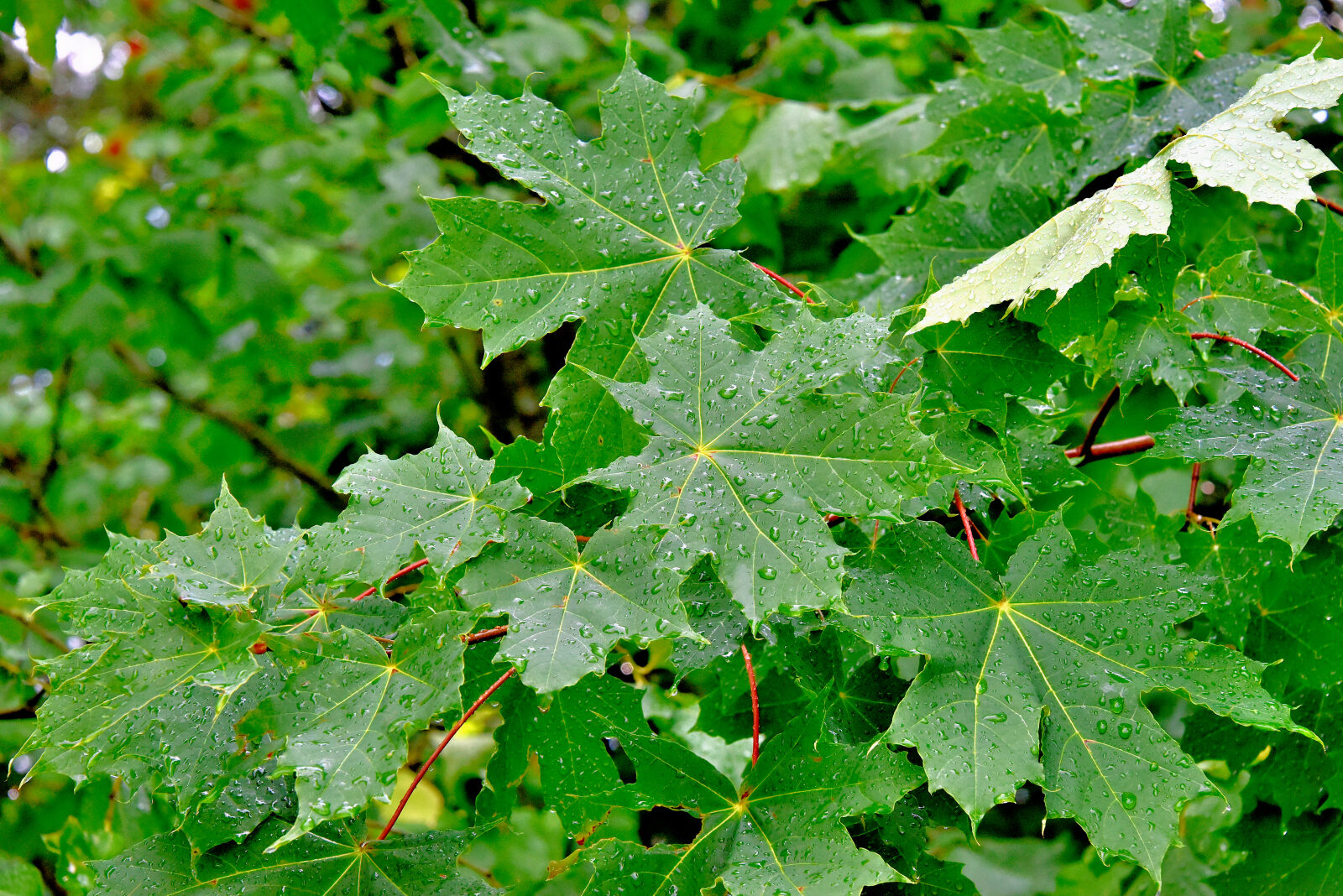 Valokuvaaja: Reijo Juurinen