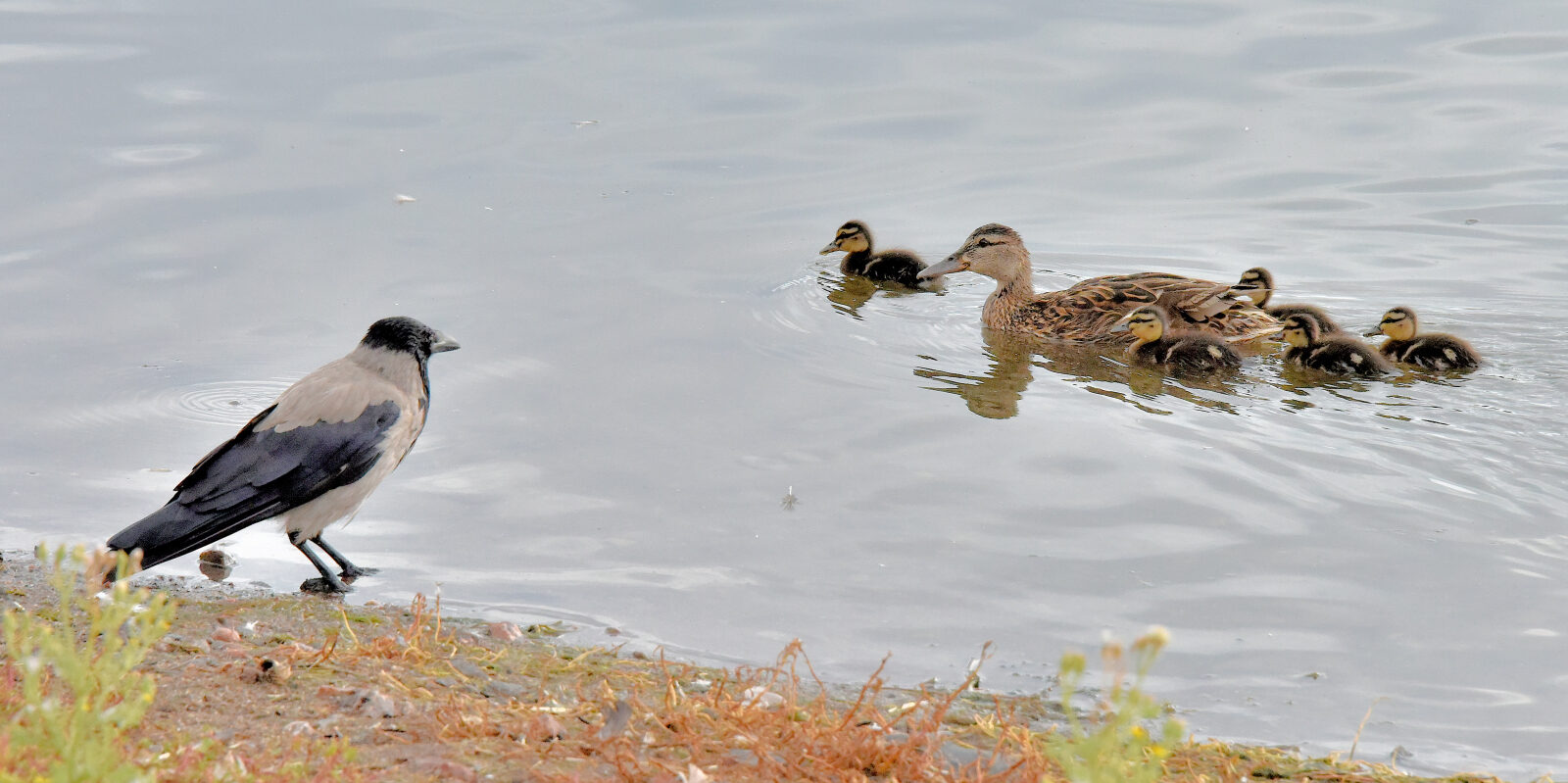 Valokuvaaja: Reijo Juurinen