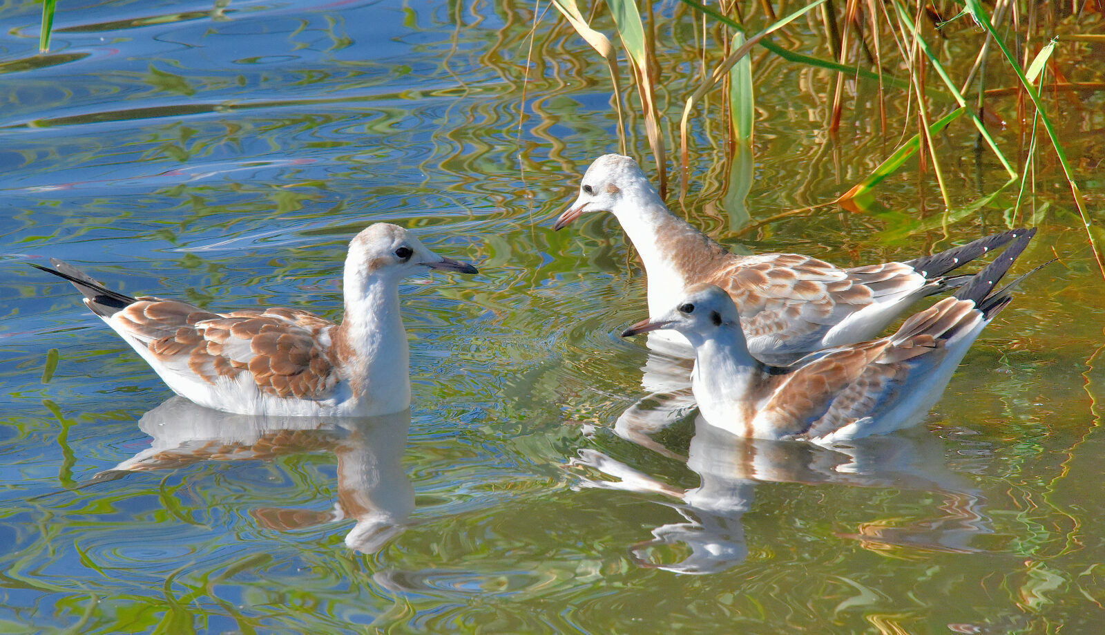 Valokuvaaja: Reijo Juurinen