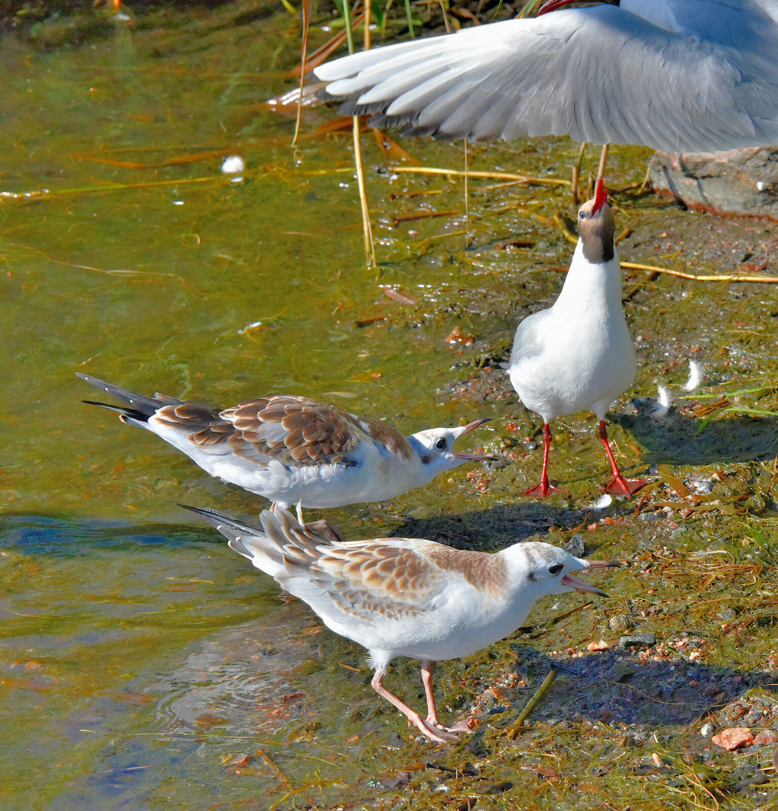 Valokuvaaja: Reijo Juurinen