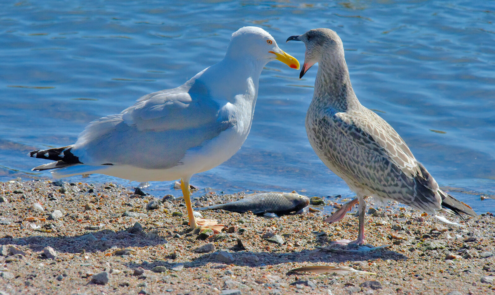Valokuvaaja: Reijo Juurinen Valokuvaaja: Reijo Juurinen