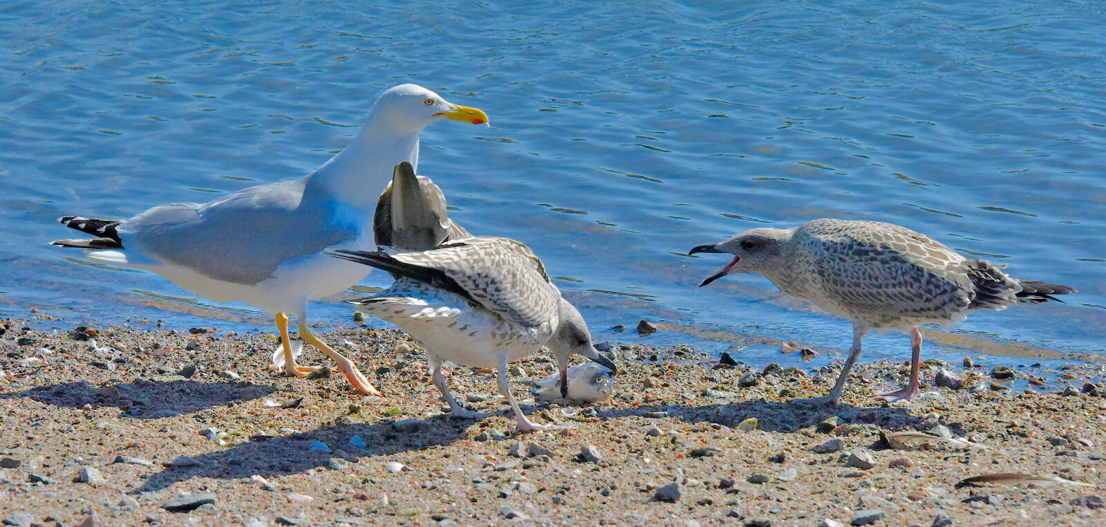 Valokuvaaja: Reijo Juurinen