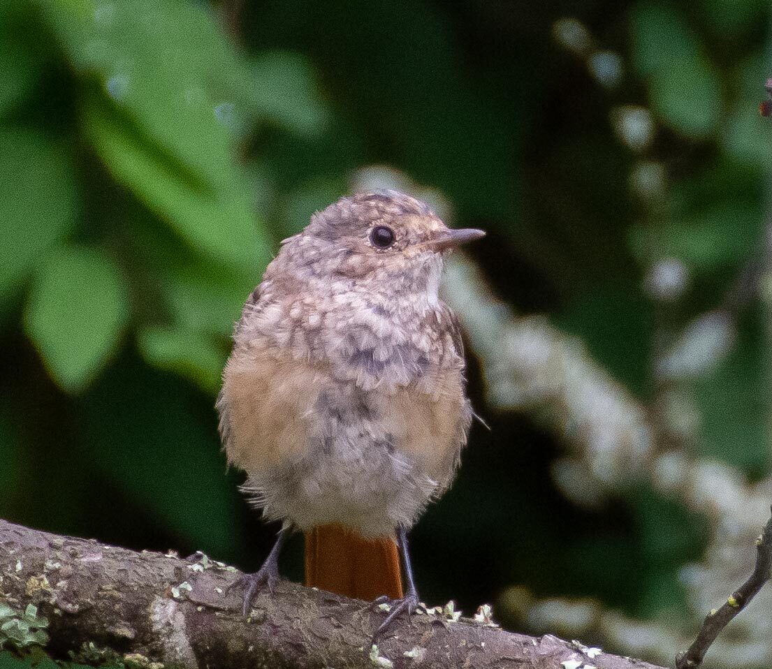 Valokuvaaja: Tuula Komsi