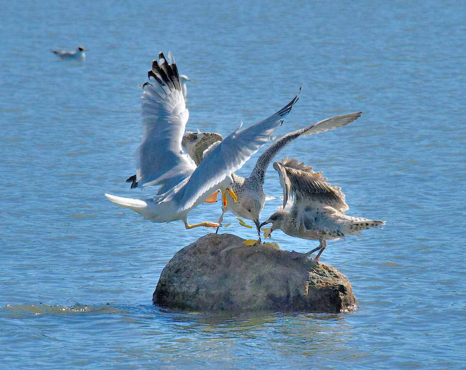 Valokuvaaja: Reijo Juurinen
