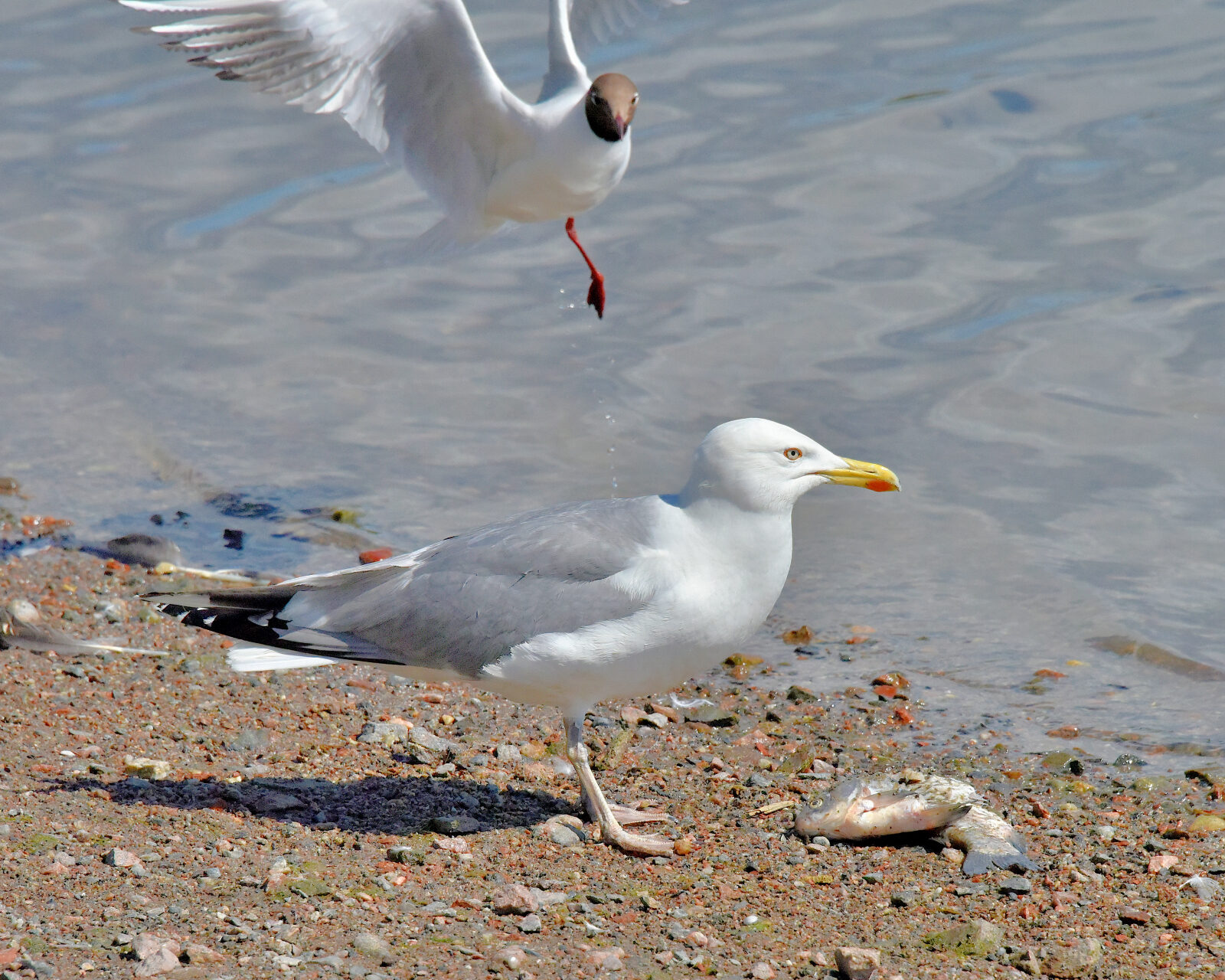 Valokuvaaja: Reijo Juurinen Valokuvaaja: Reijo Juurinen
