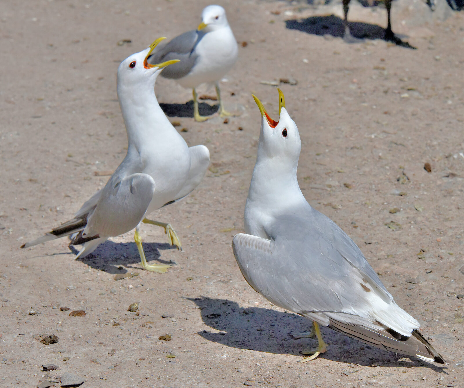 Valokuvaaja: Reijo Juurinen
