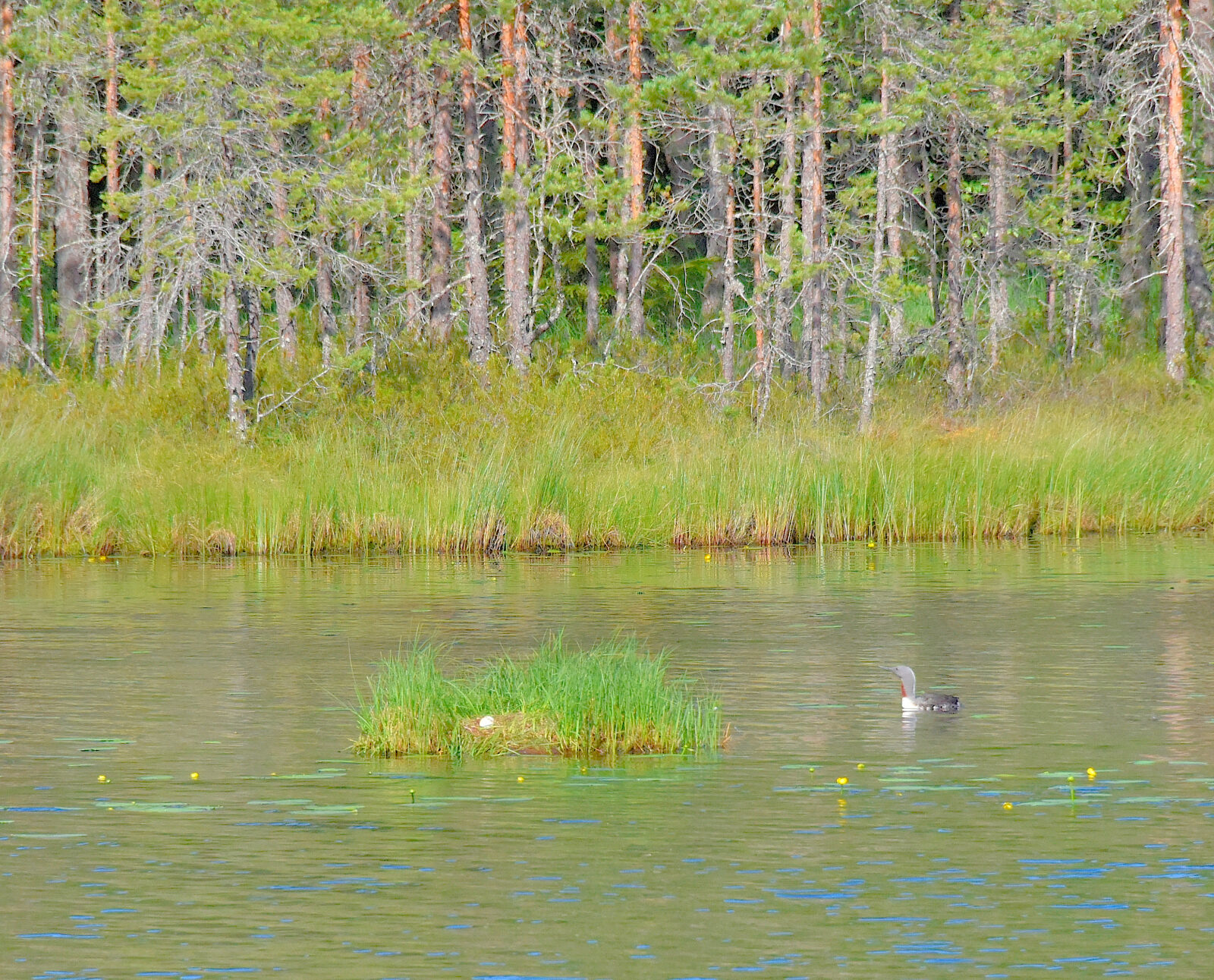 Valokuvaaja: Reijo Juurinen