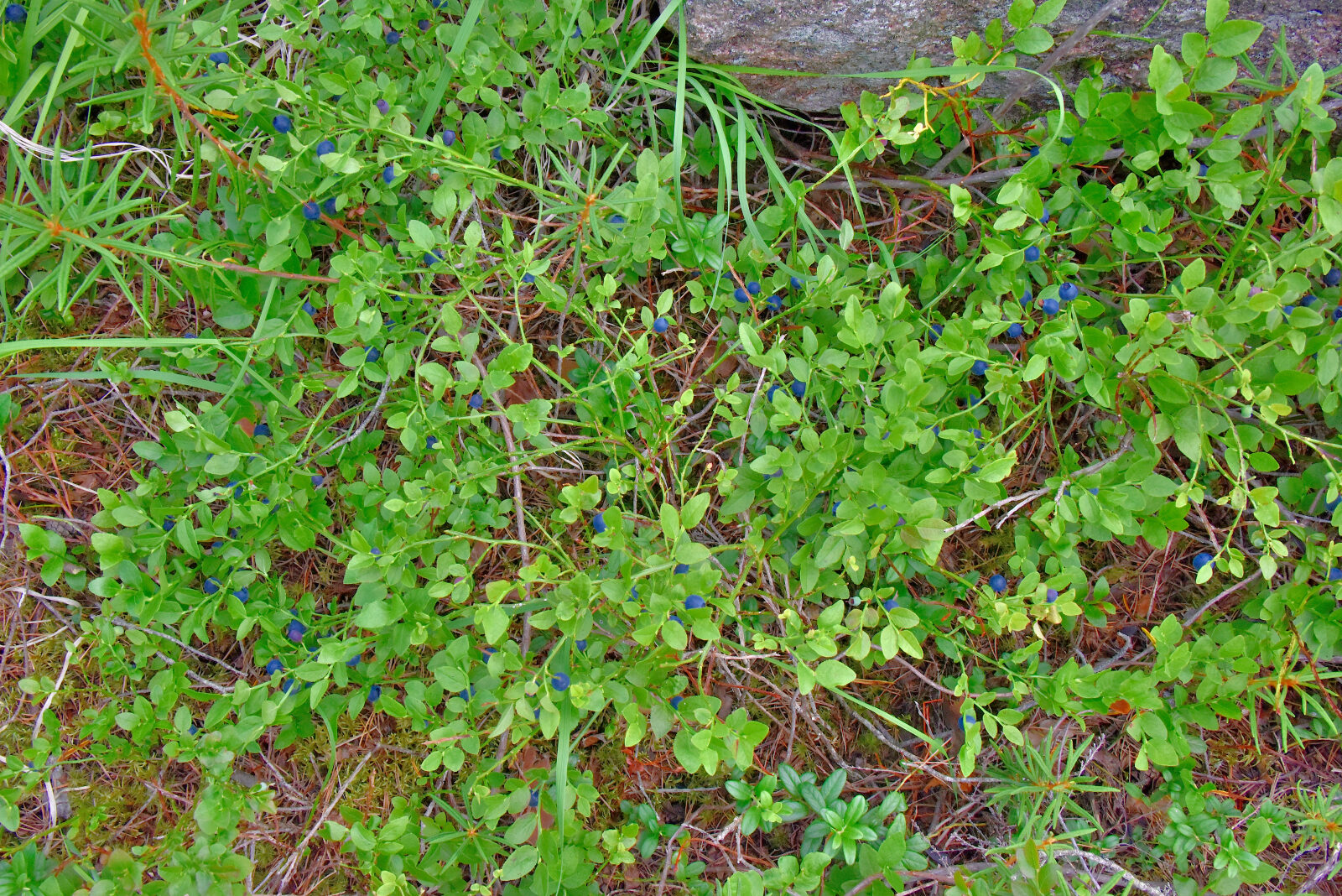 Valokuvaaja: Reijo Juurinen