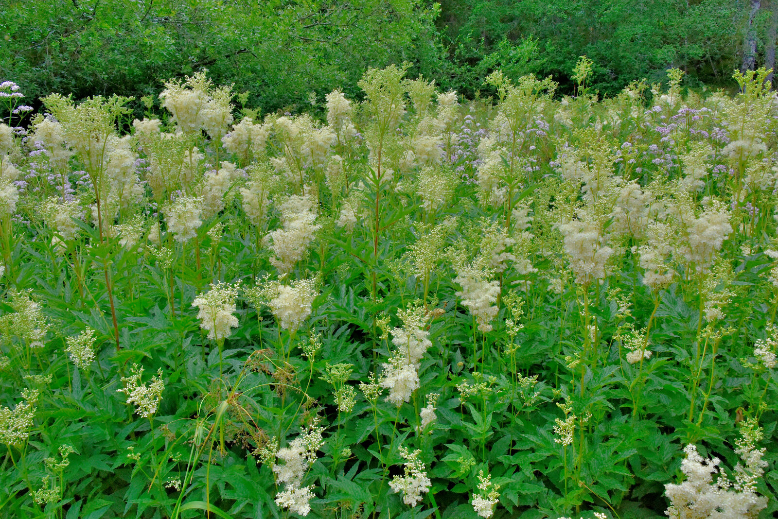 Valokuvaaja: Reijo Juurinen