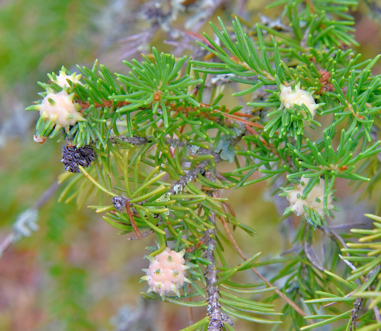 Valokuvaaja: Reijo Juurinen
