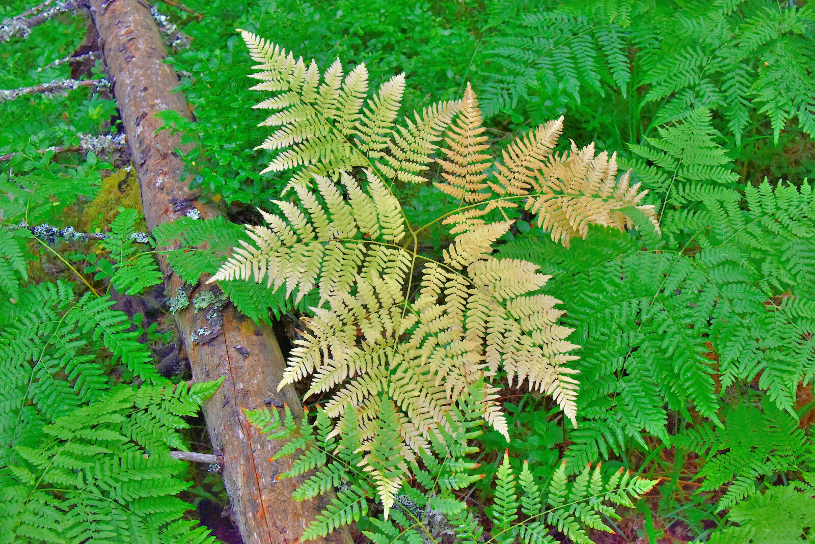 Valokuvaaja: Reijo Juurinen