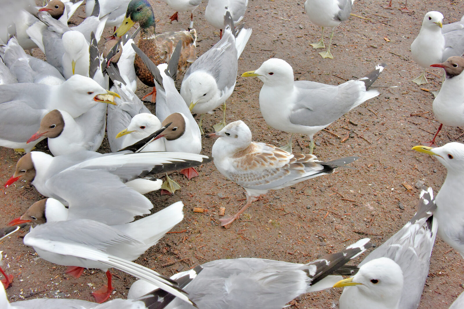Valokuvaaja: Reijo Juurinen