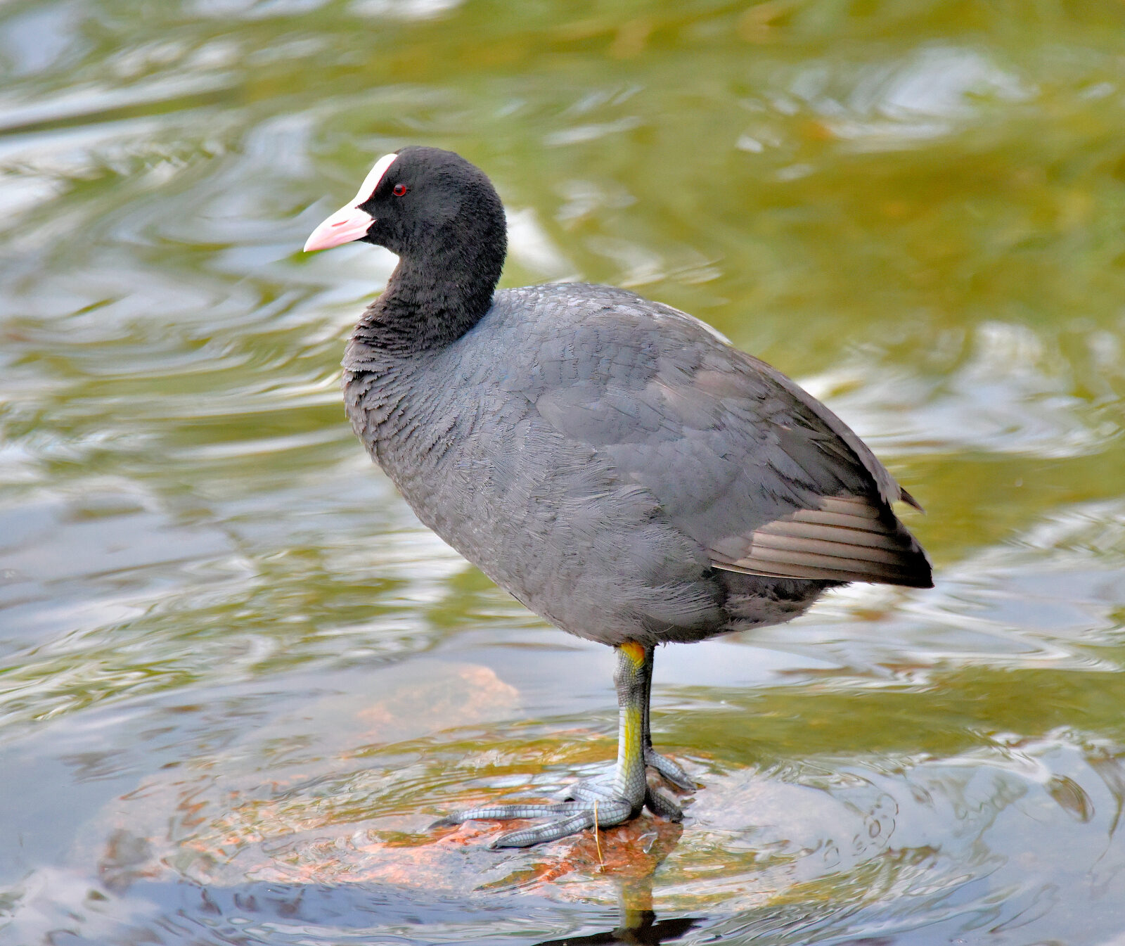 Valokuvaaja: Reijo Juurinen Valokuvaaja: Reijo Juurinen