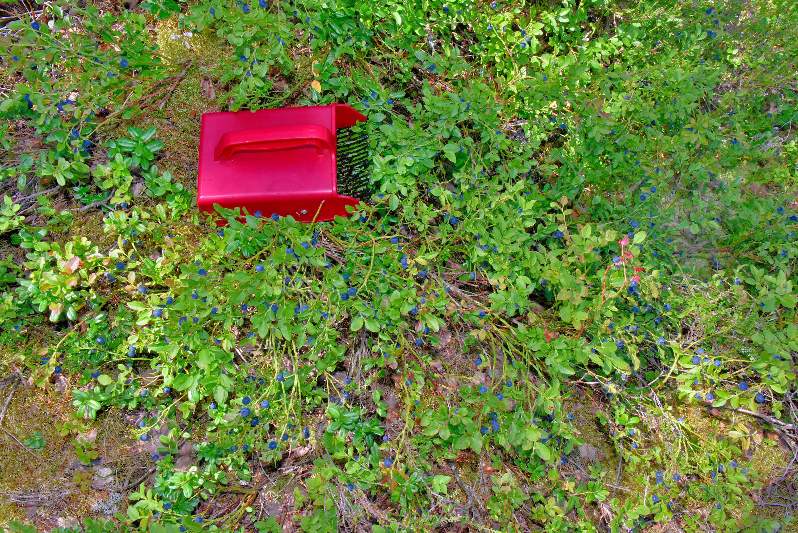 Valokuvaaja: Reijo Juurinen