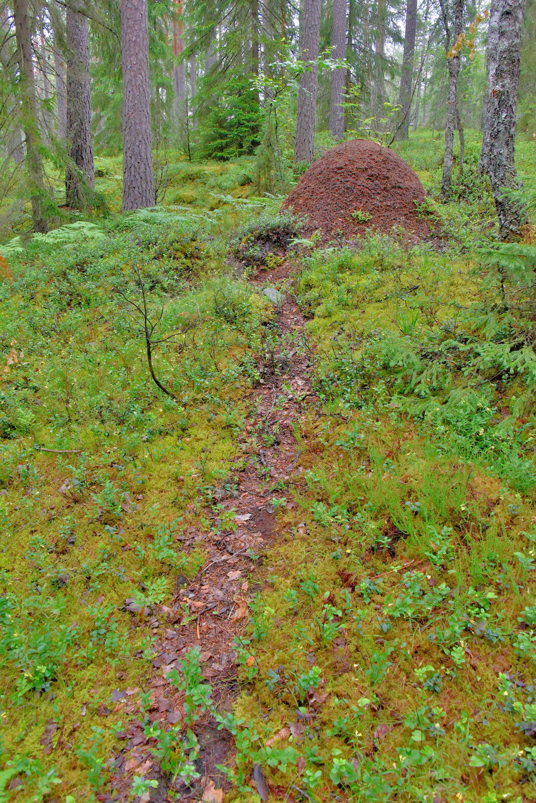 Valokuvaaja: Reijo Juurinen