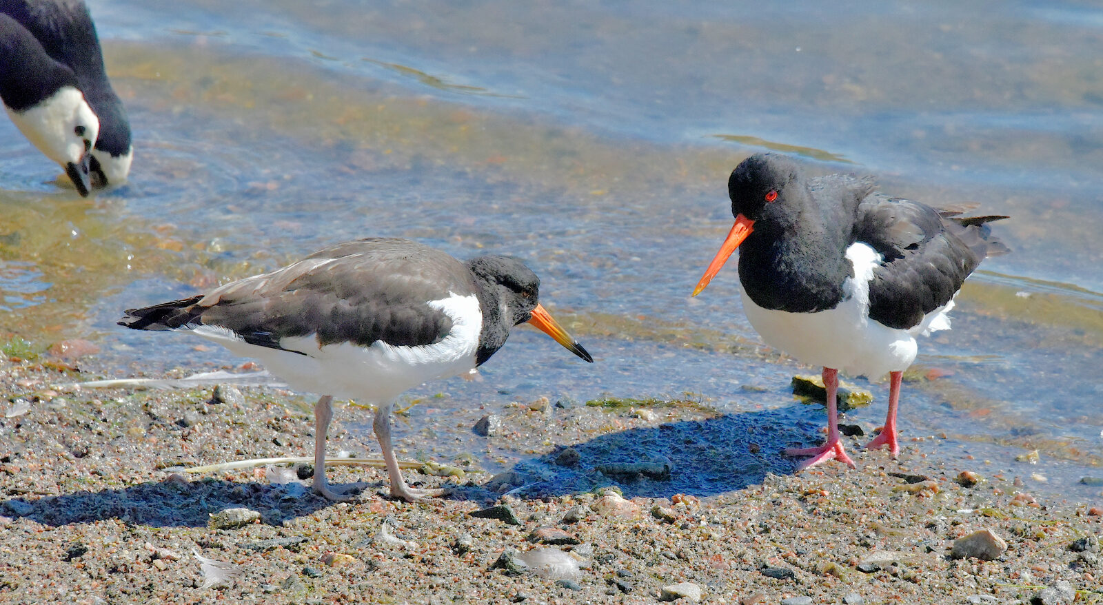 Valokuvaaja: Reijo Juurinen
