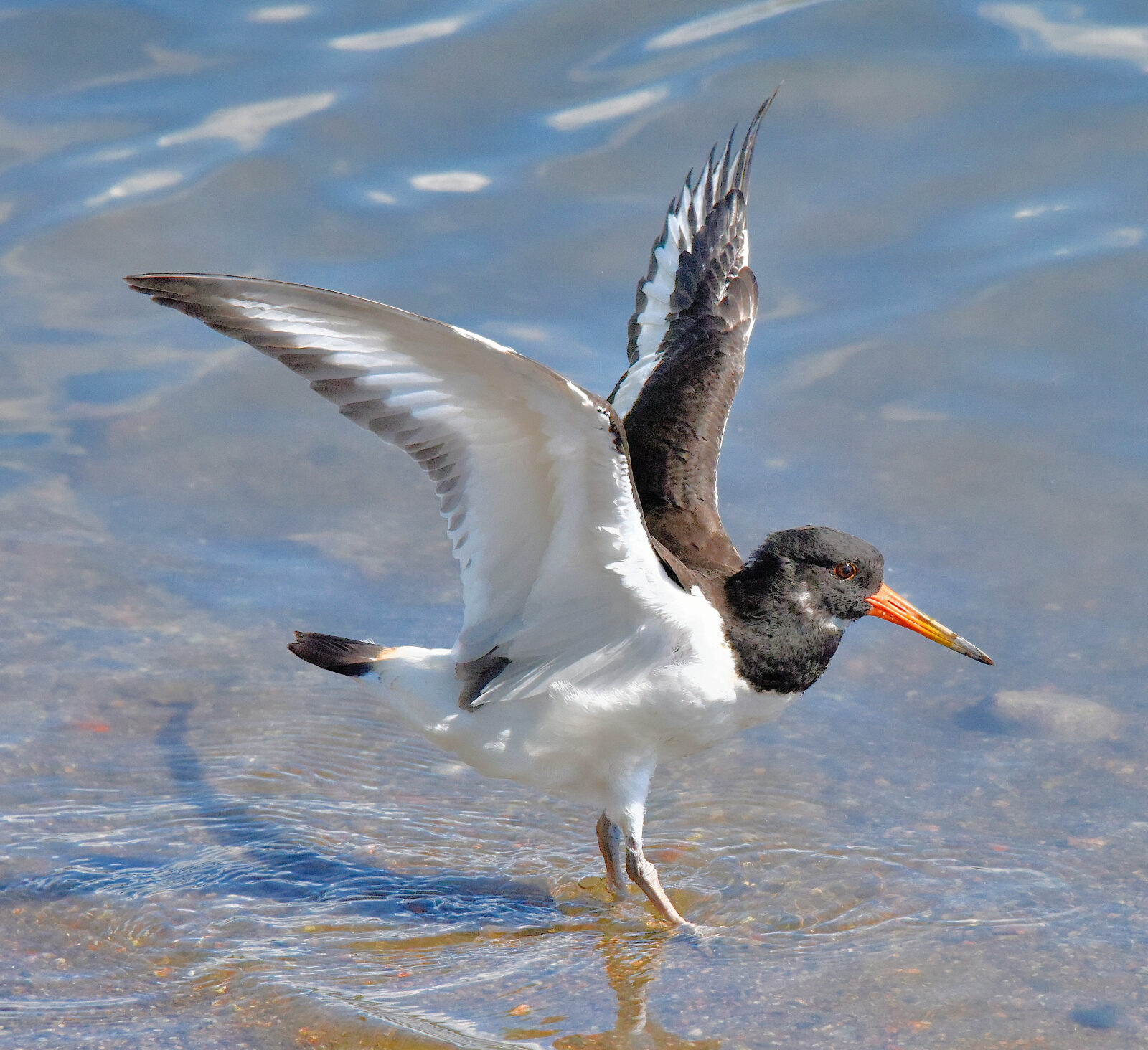 Valokuvaaja: Reijo Juurinen