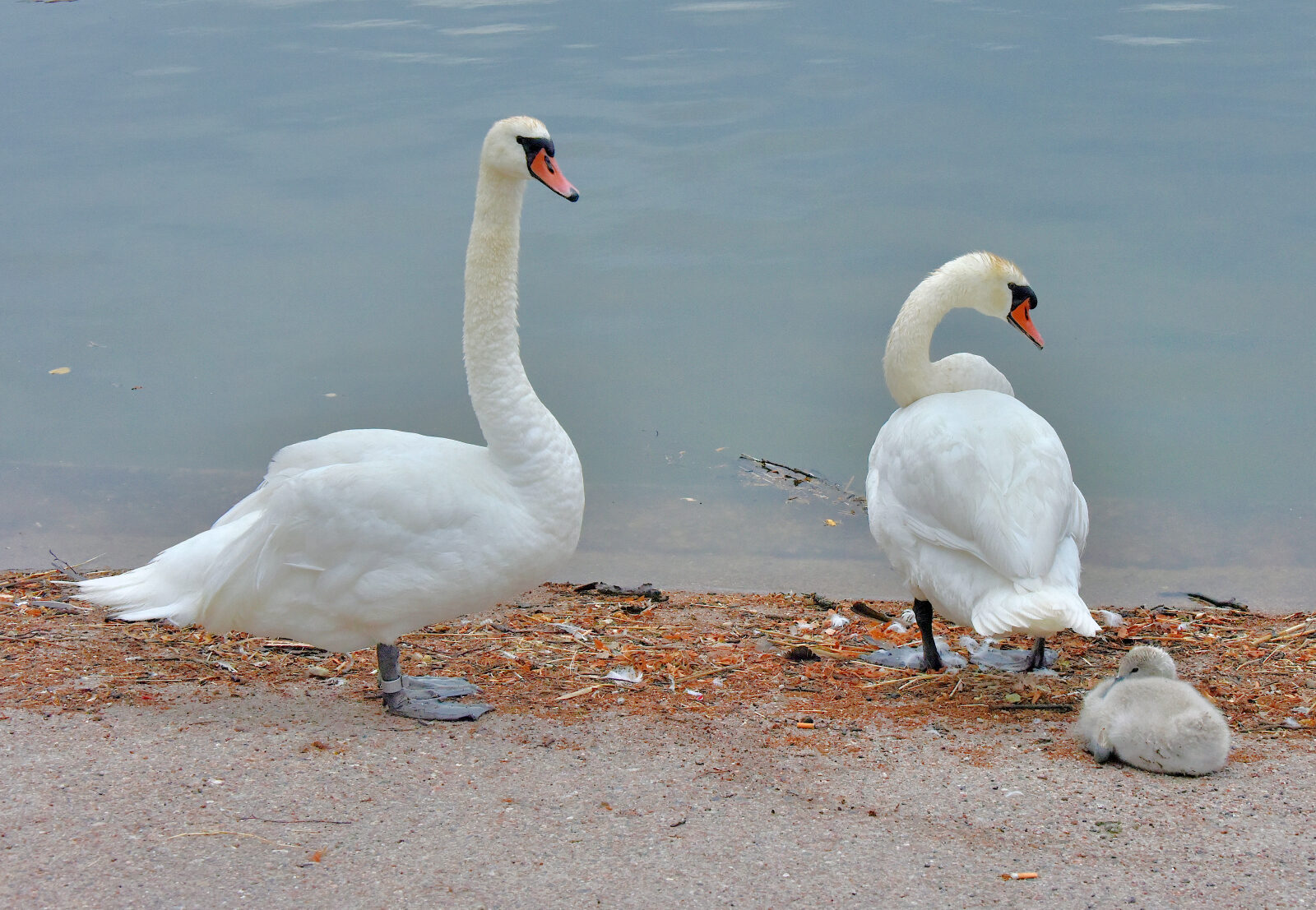 Valokuvaaja: Reijo Juurinen