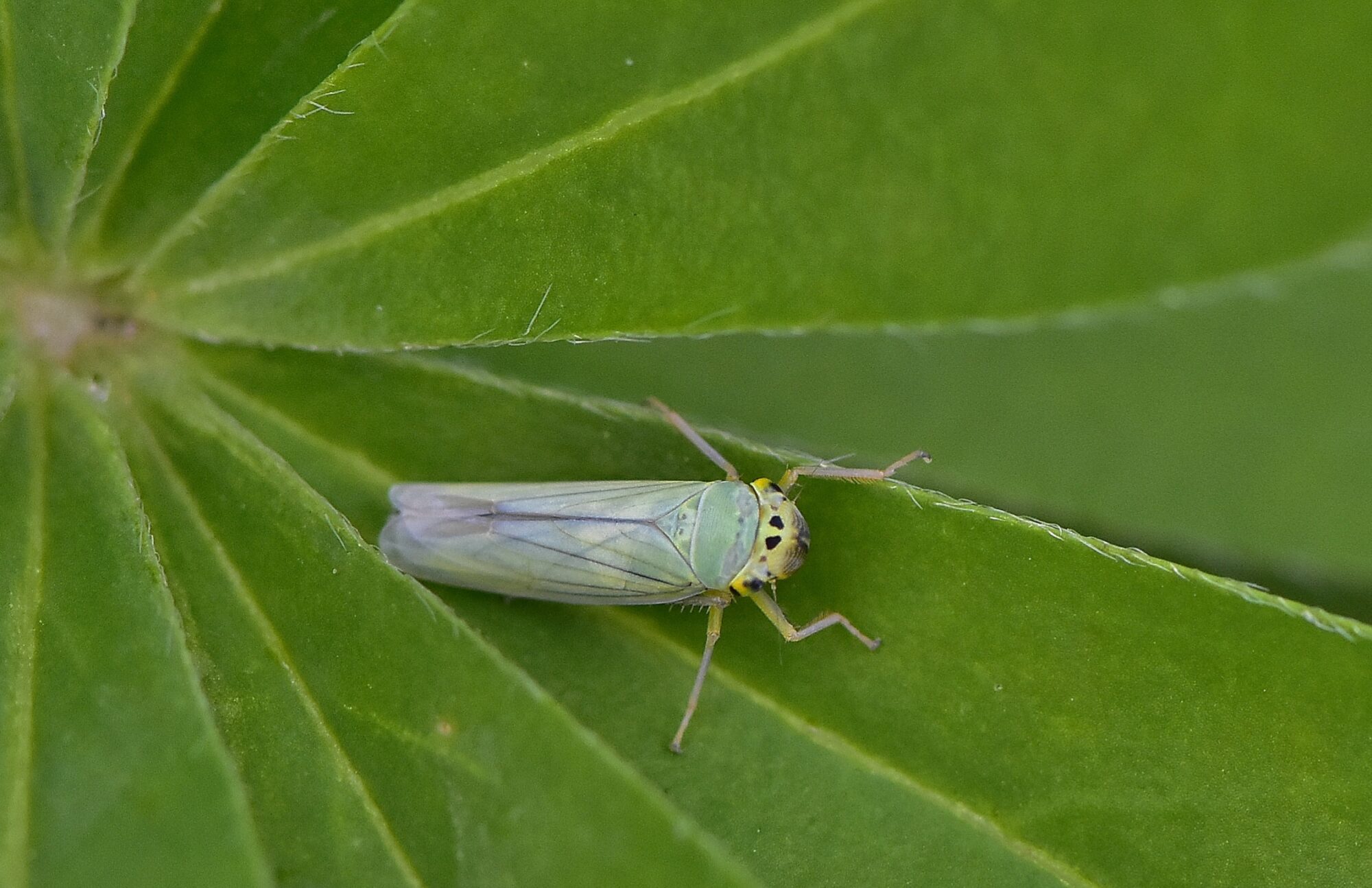 Valokuvaaja: Markku Pelkonen