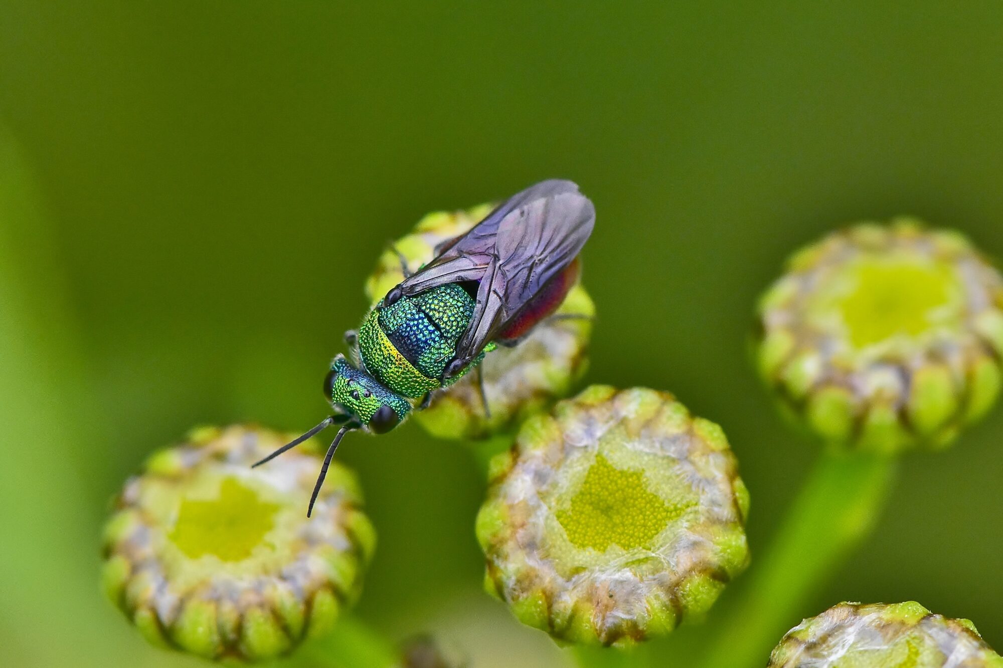 Valokuvaaja: Markku Pelkonen Valokuvaaja: Markku Pelkonen
