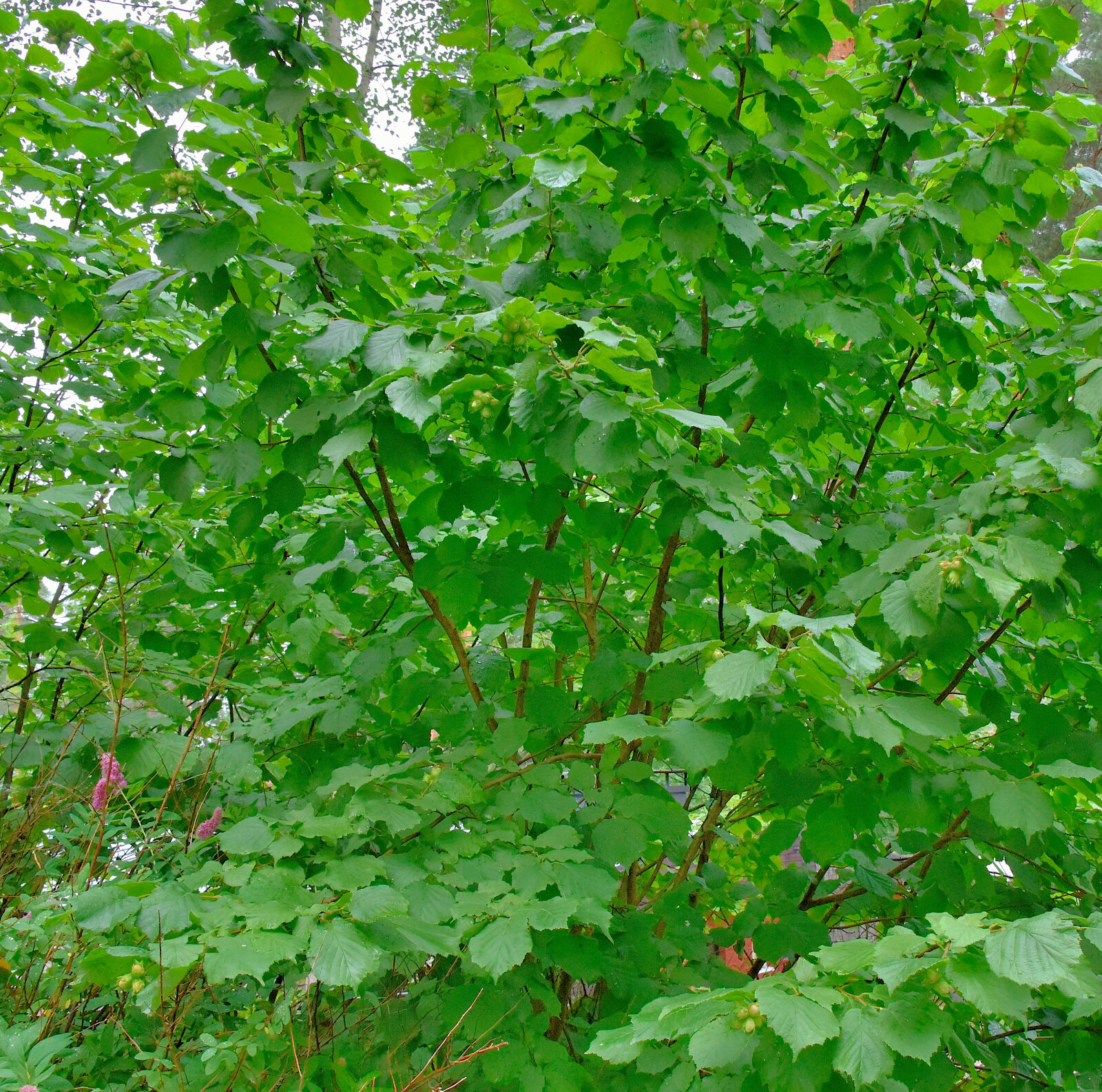 Valokuvaaja: Reijo Juurinen