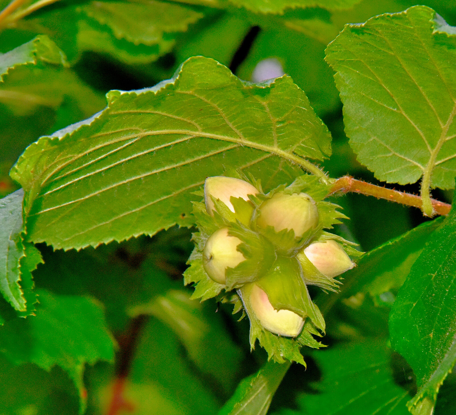 Valokuvaaja: Reijo Juurinen