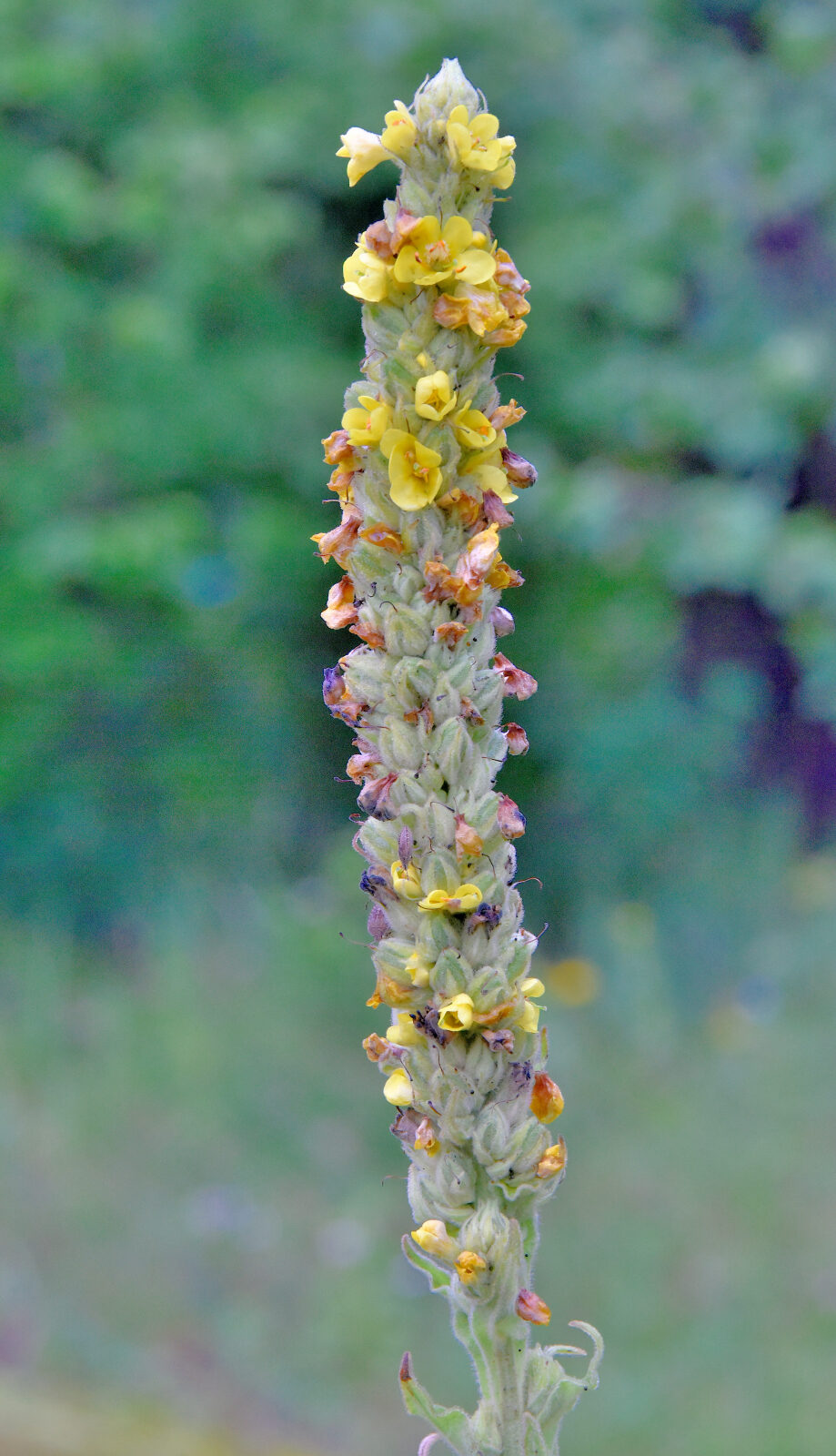 Valokuvaaja: Reijo Juurinen