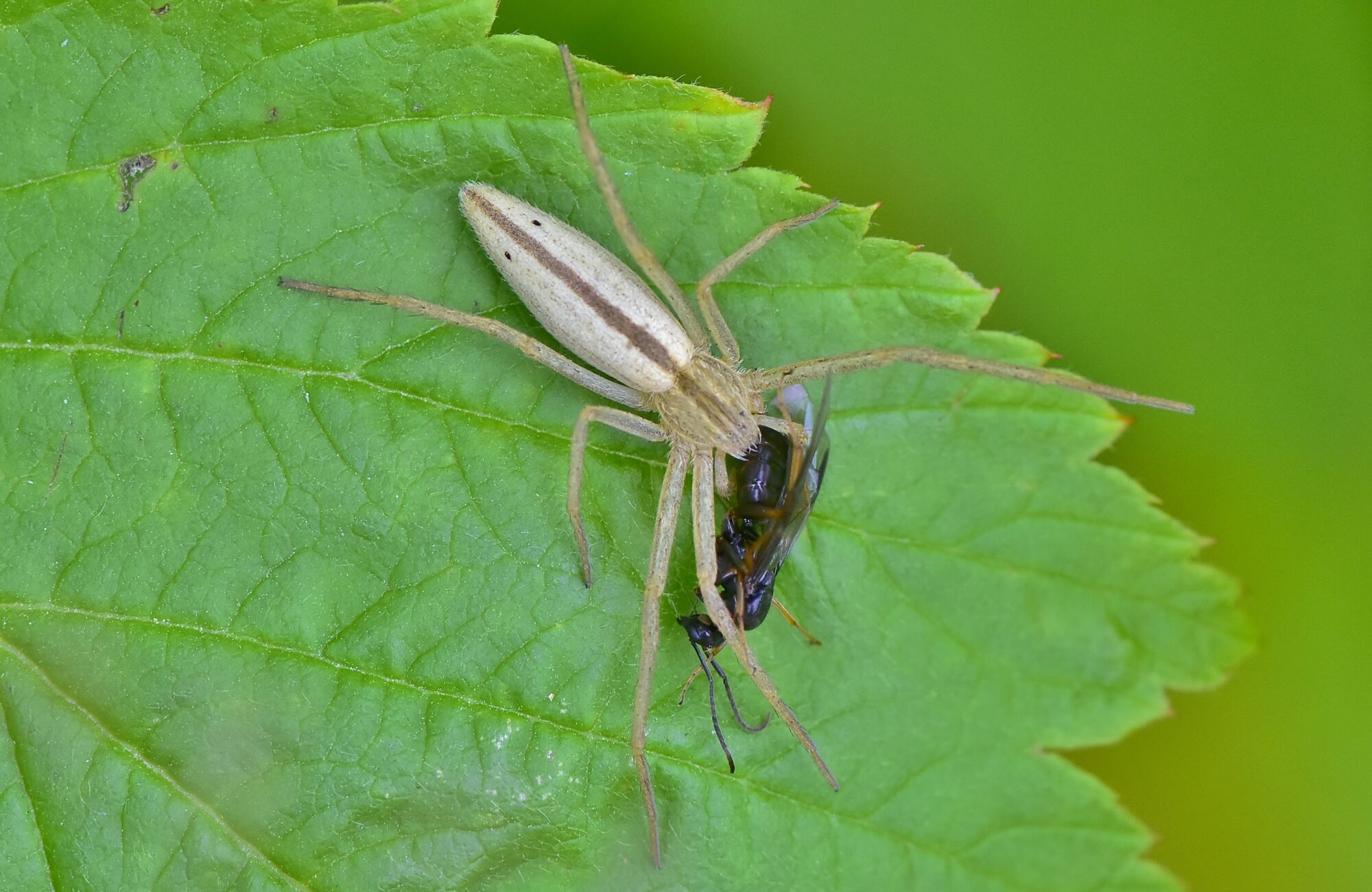 Valokuvaaja: Markku Pelkonen