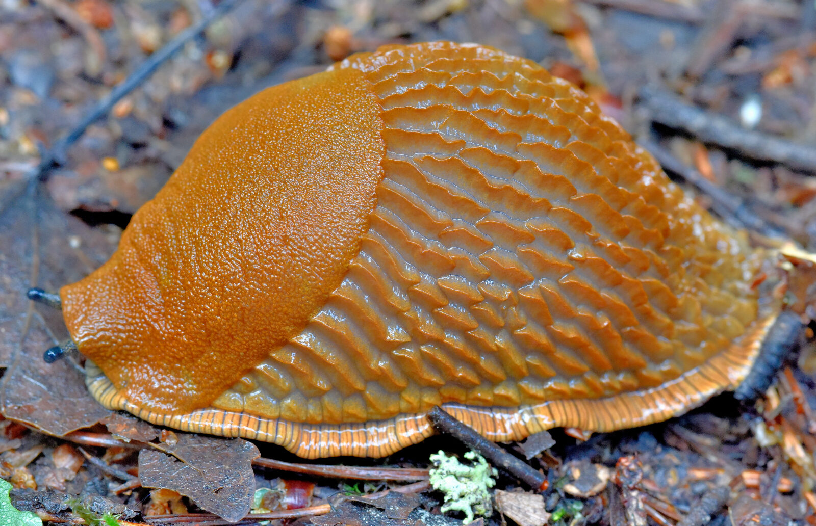 Valokuvaaja: Reijo Juurinen