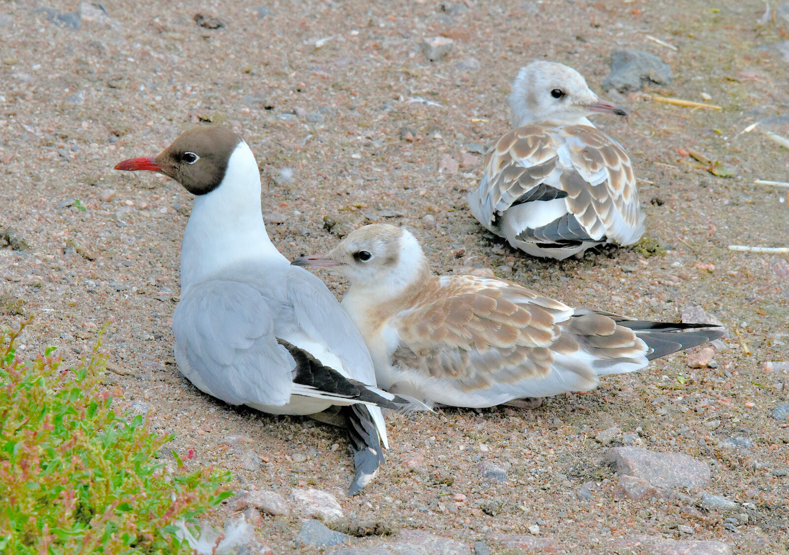 Valokuvaaja: Reijo Juurinen
