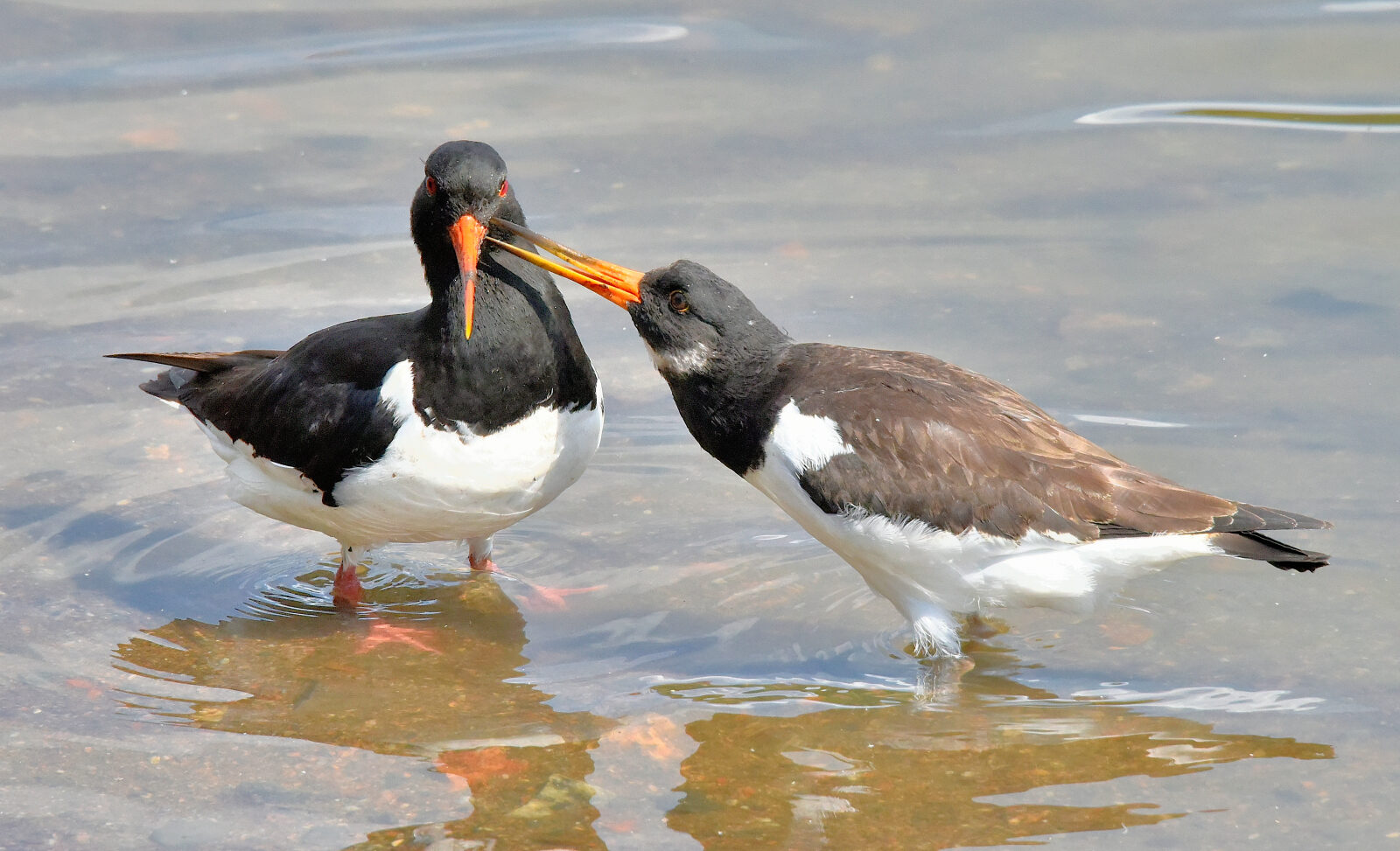 Valokuvaaja: Reijo Juurinen Valokuvaaja: Reijo Juurinen