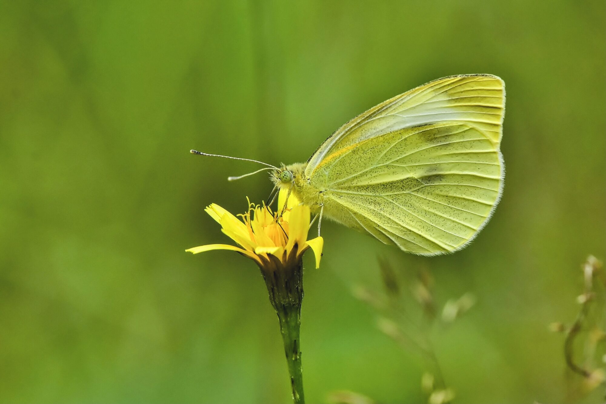 Valokuvaaja: Markku Pelkonen