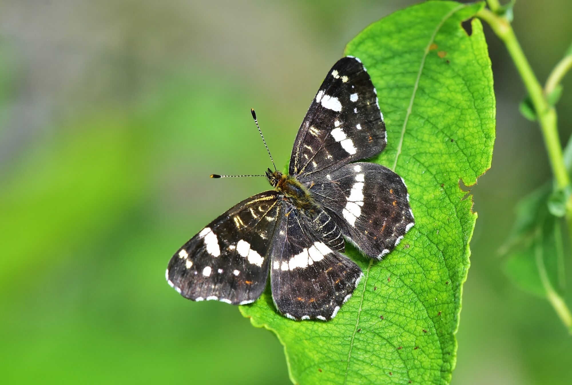 Valokuvaaja: Markku Pelkonen