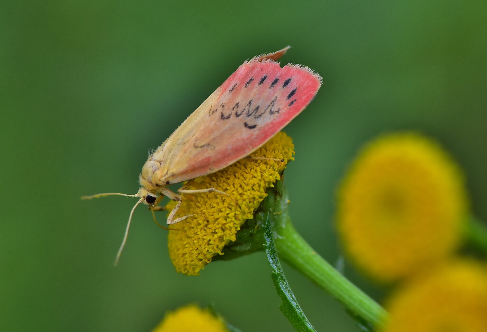 Valokuvaaja: Markku Pelkonen Valokuvaaja: Markku Pelkonen